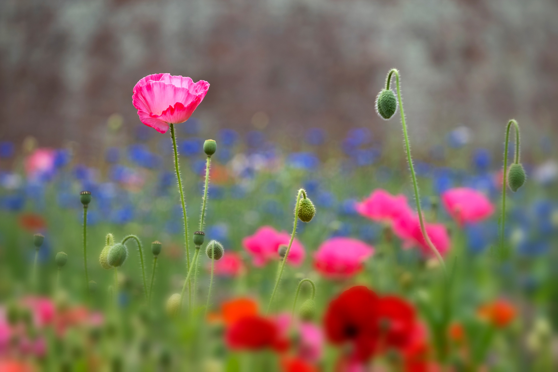 Poppies and Seed Heads