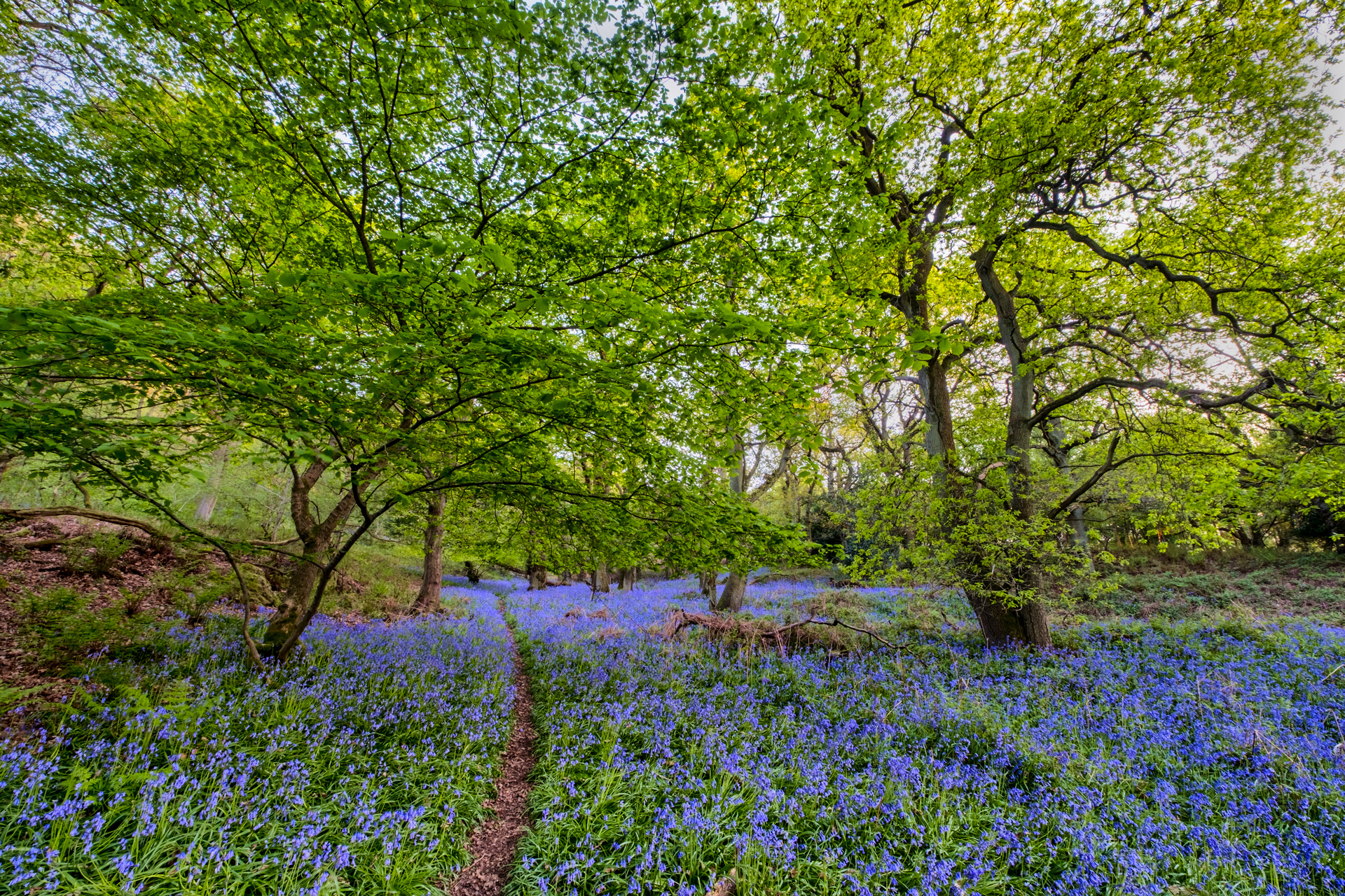 Wrekin Bluebells