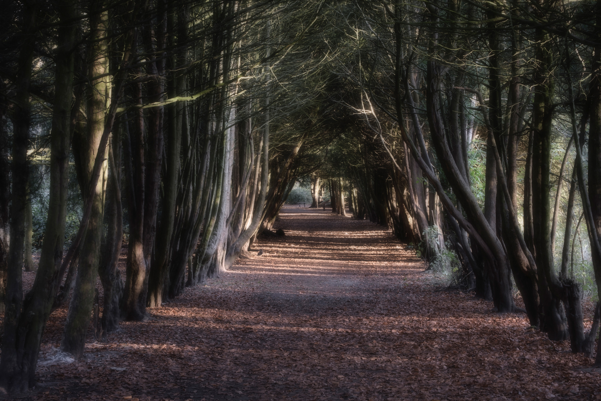 Apley Yew Tree Tunnel