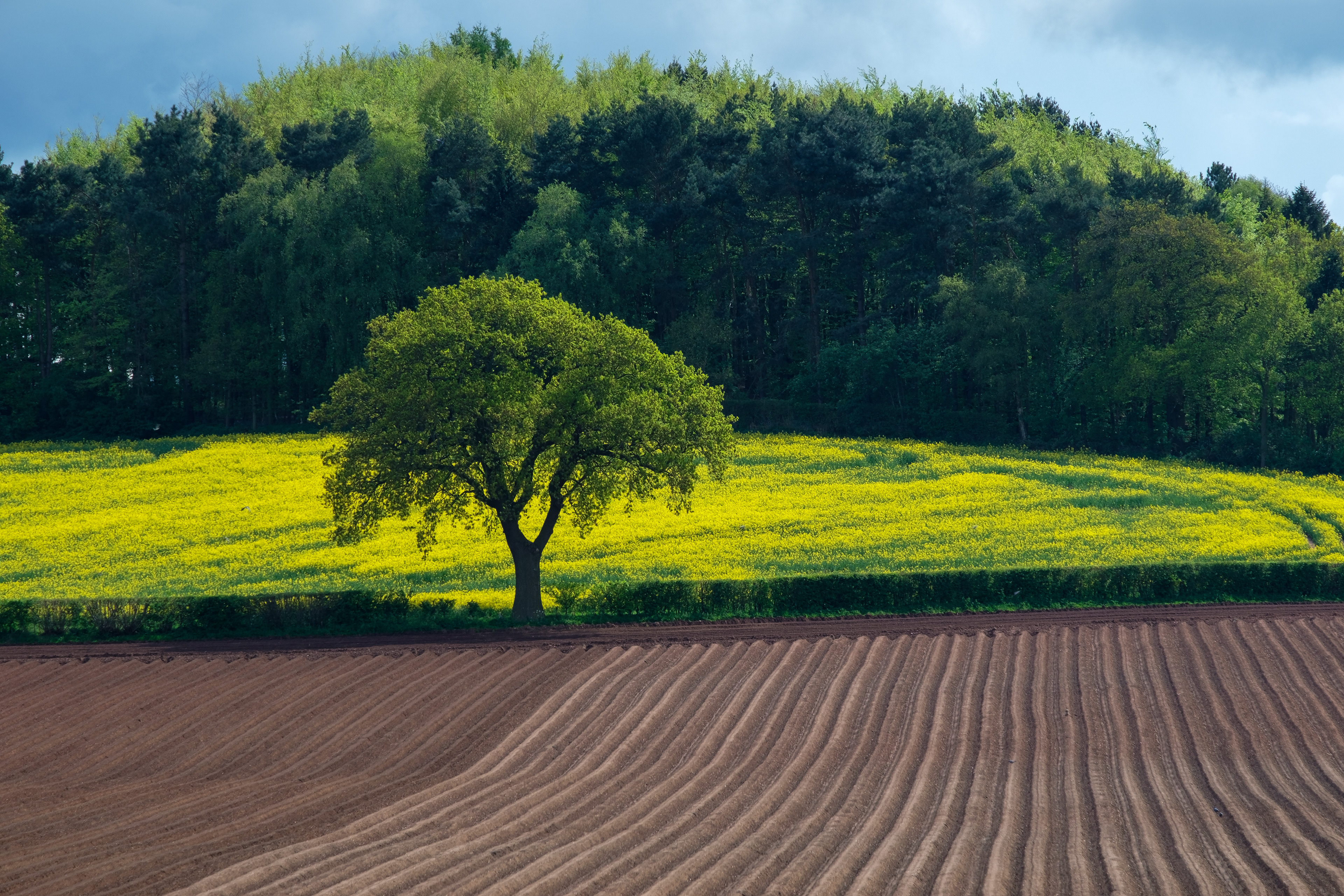 Furrows and Rapeseed