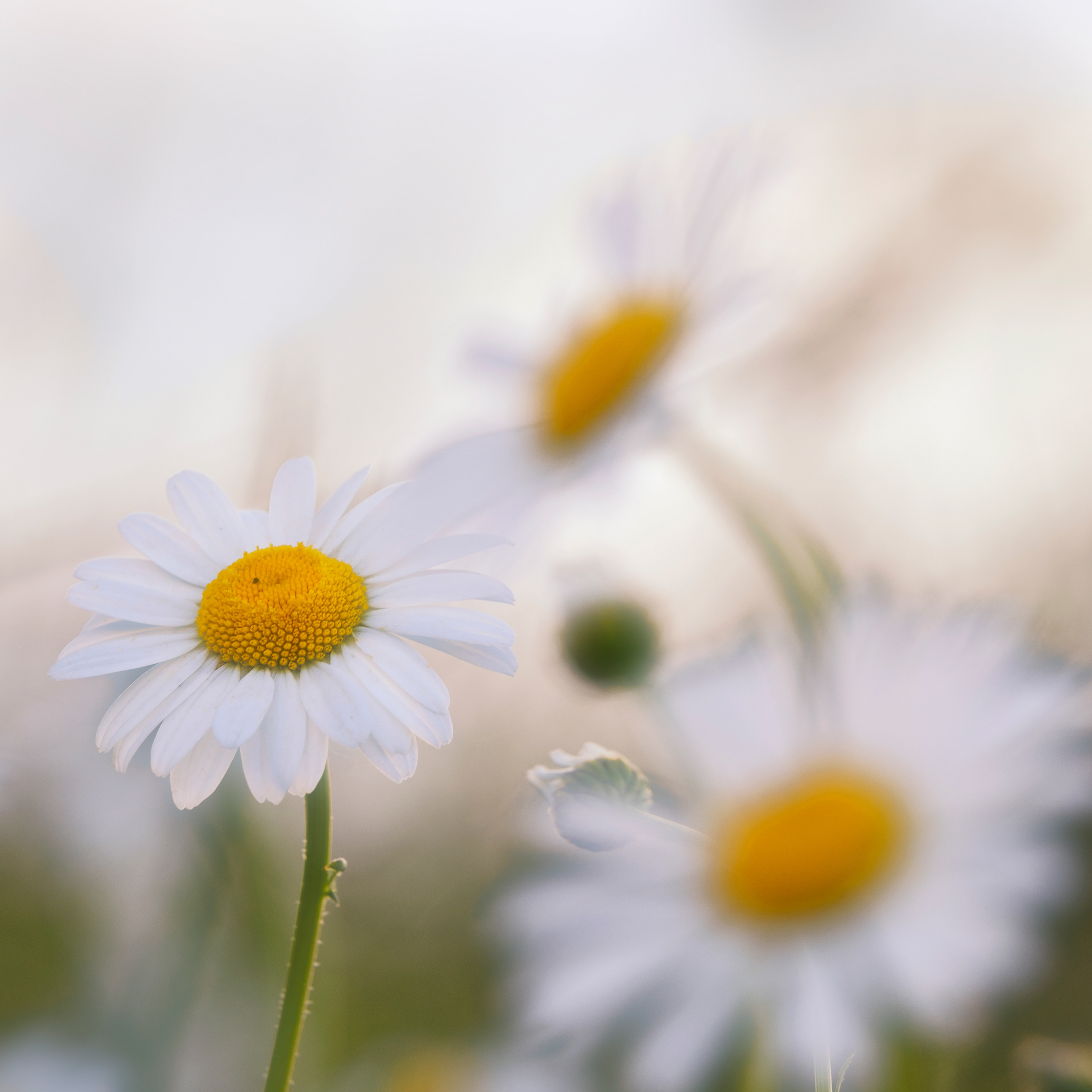 Ox Eye Daisies