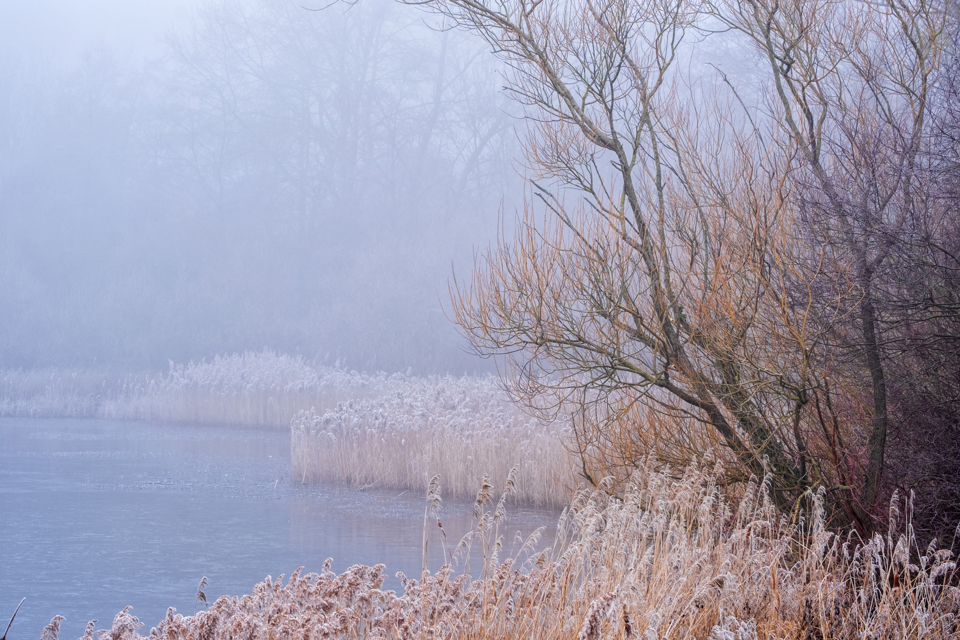 Frosted Reeds