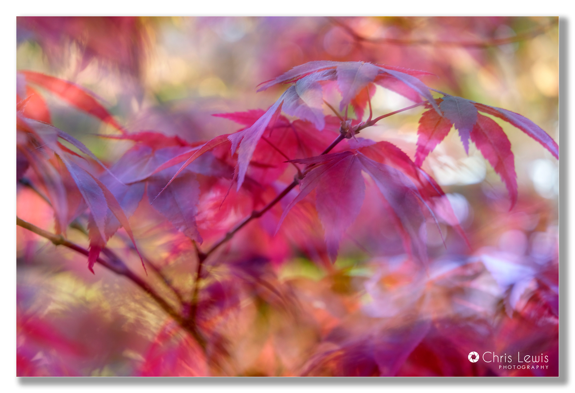Acer Leaves