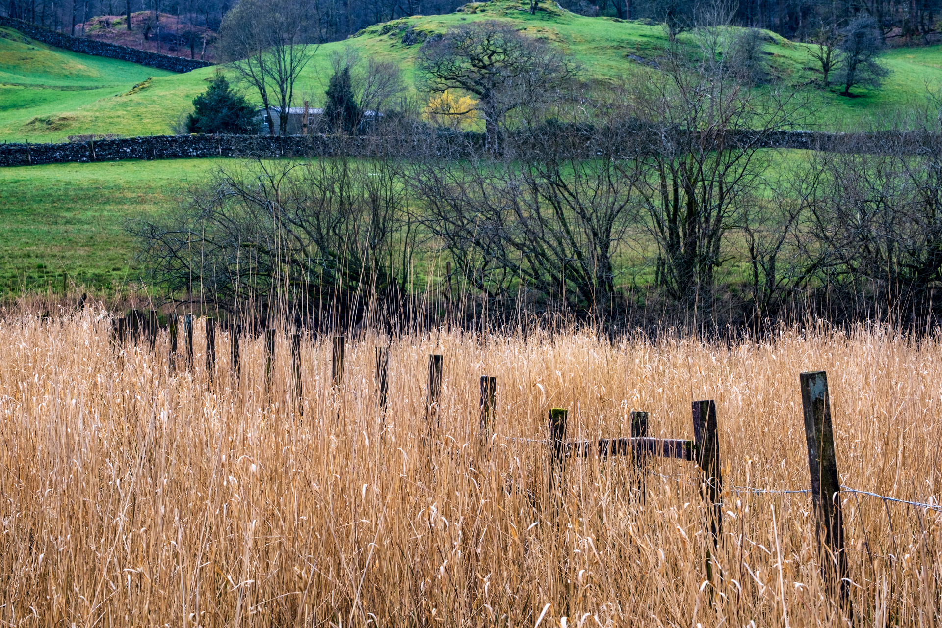 Fence and Grasses