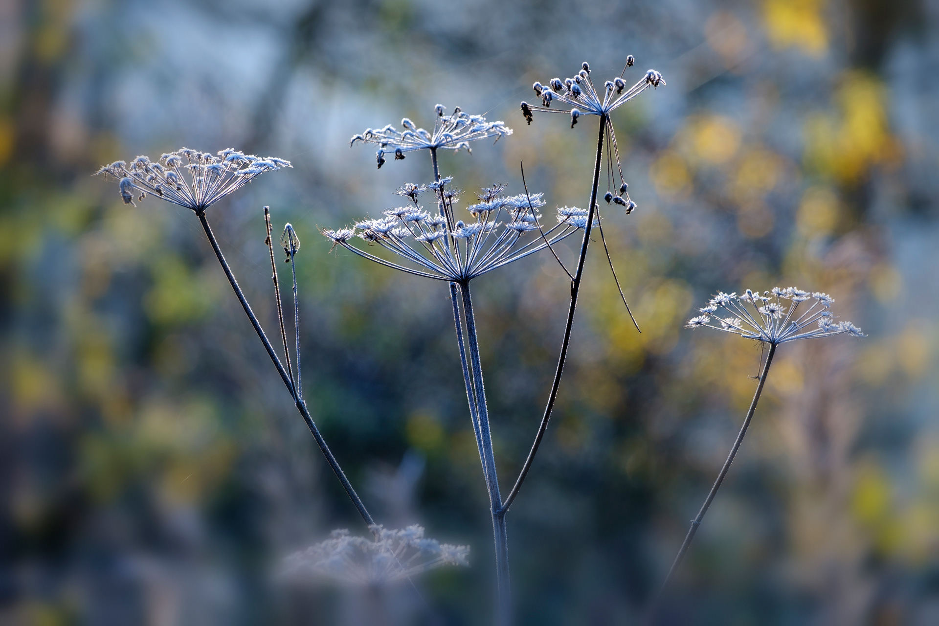 Frosted Seed Heads