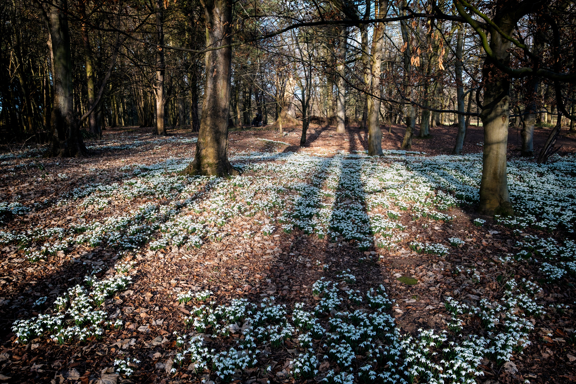 Attingham Snowdrops