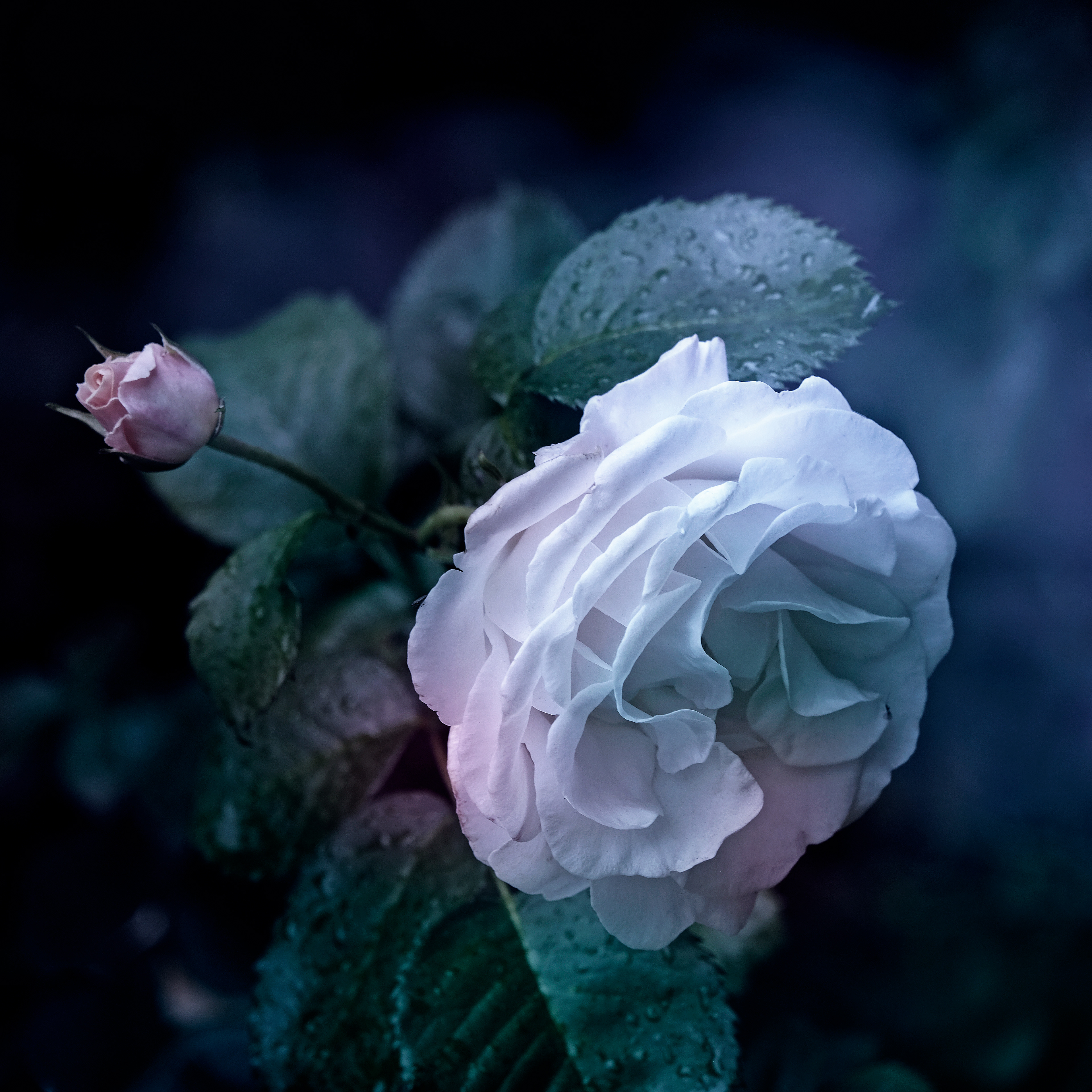 Cool Rose
