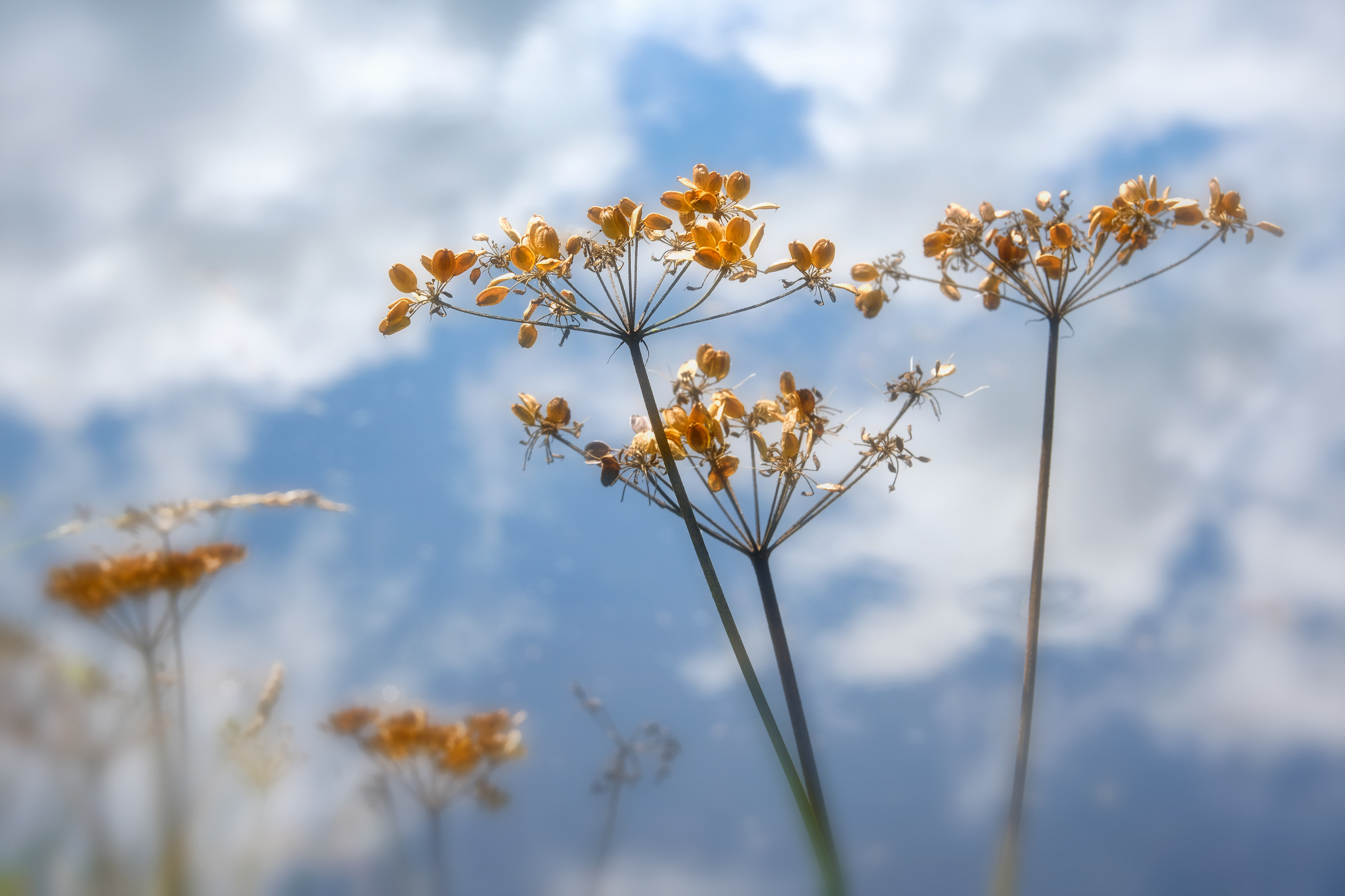 Golden Seeds