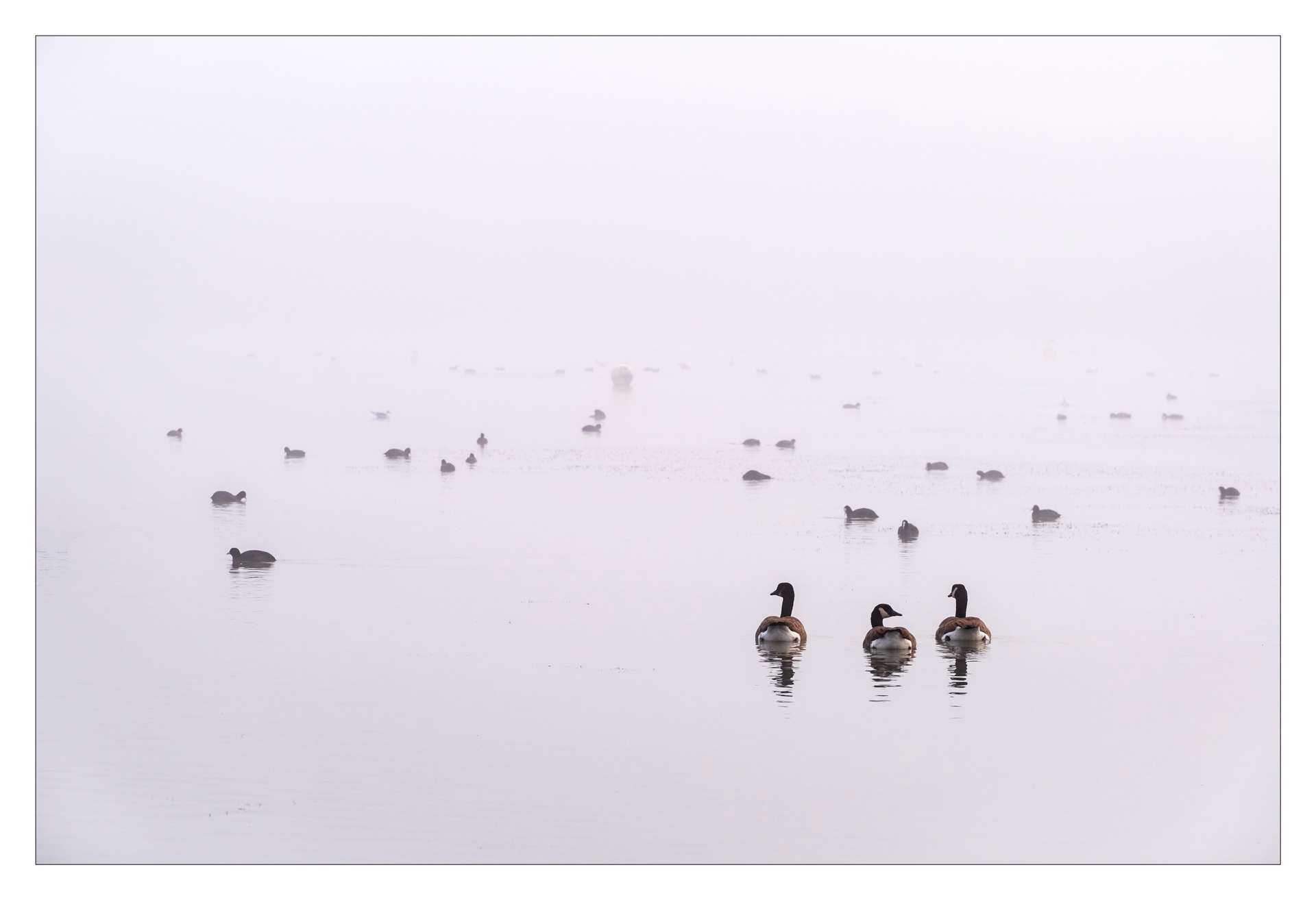 Geese in the Mist