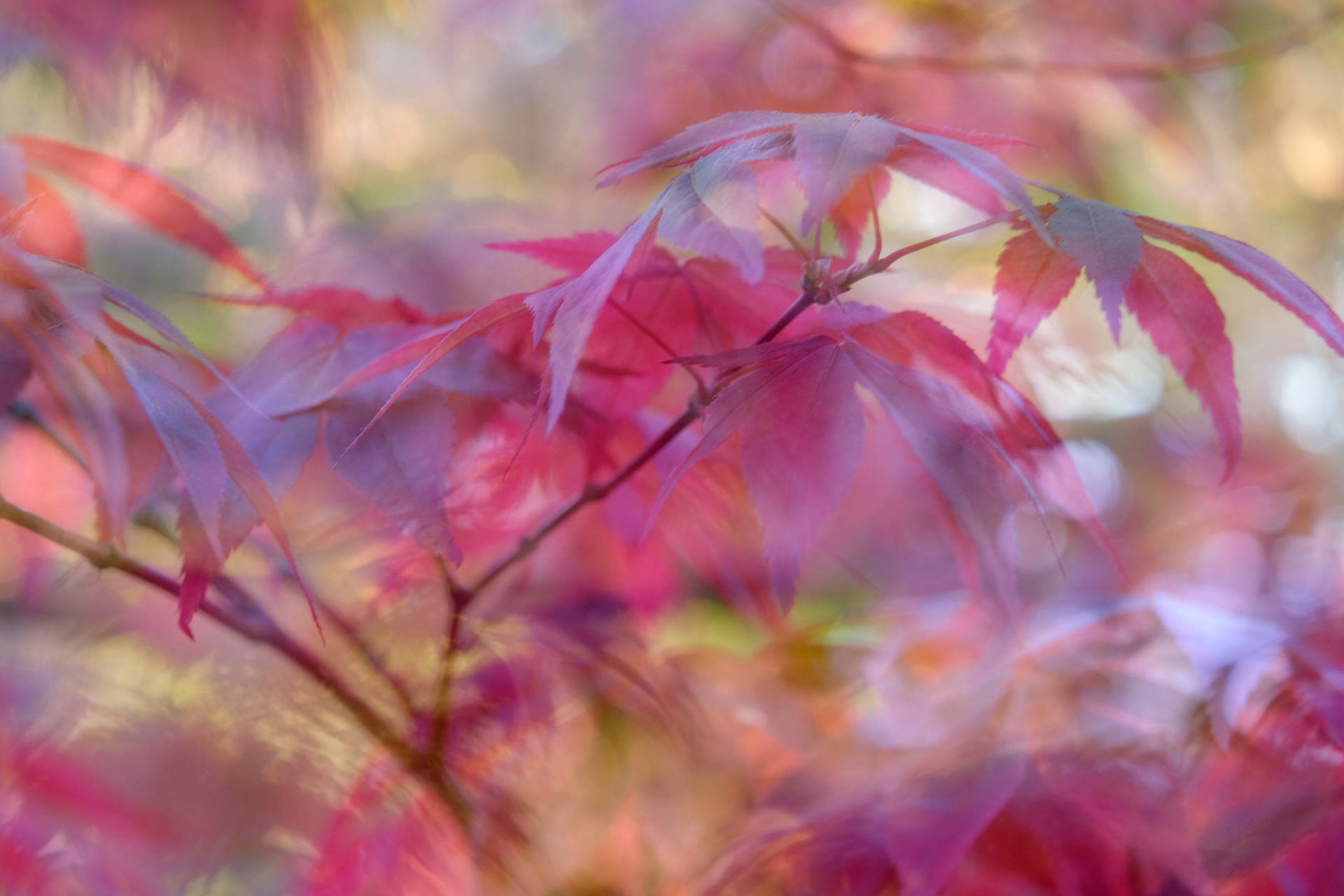 Acer Leaves