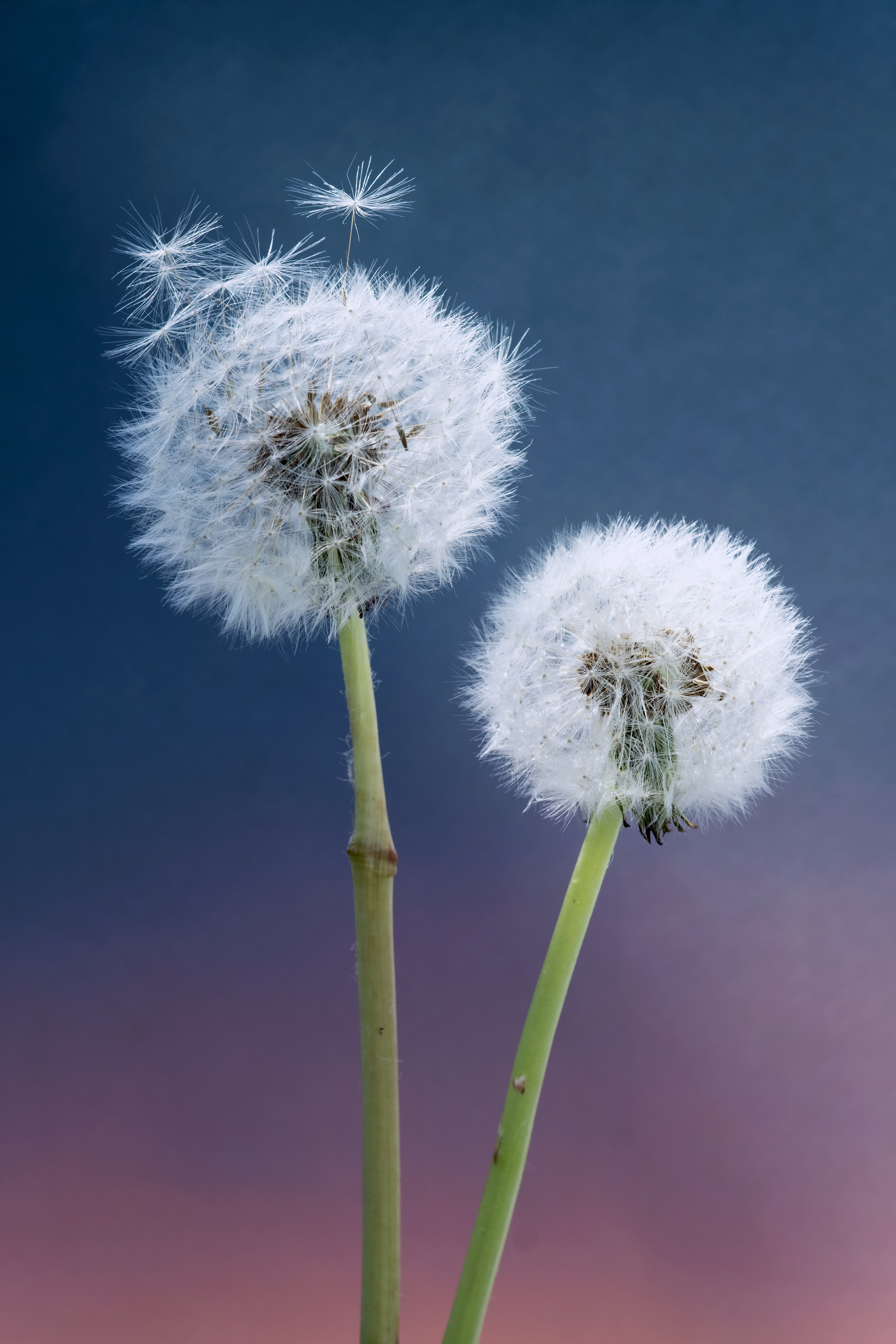 Seedlings