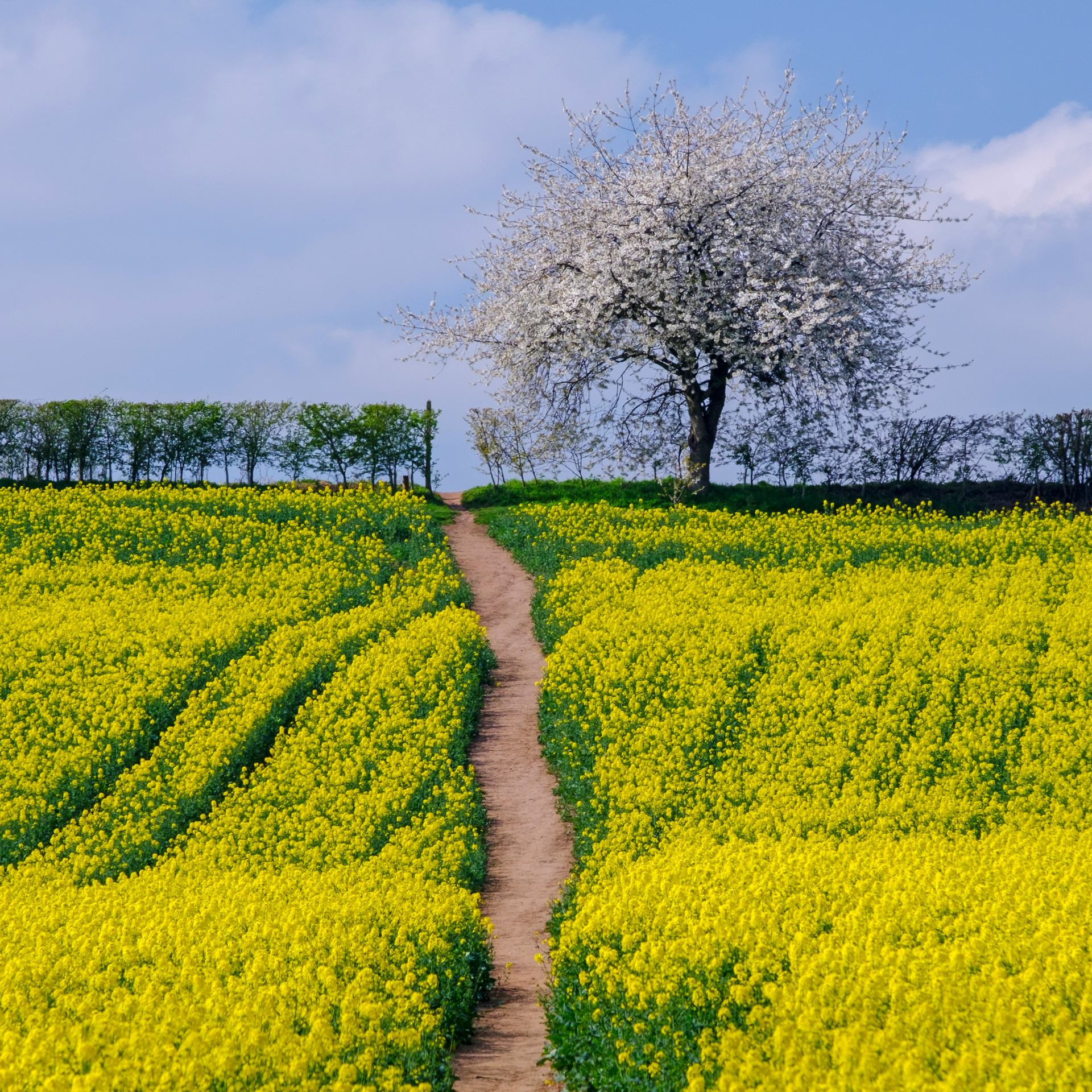Path to the Blossom Tree