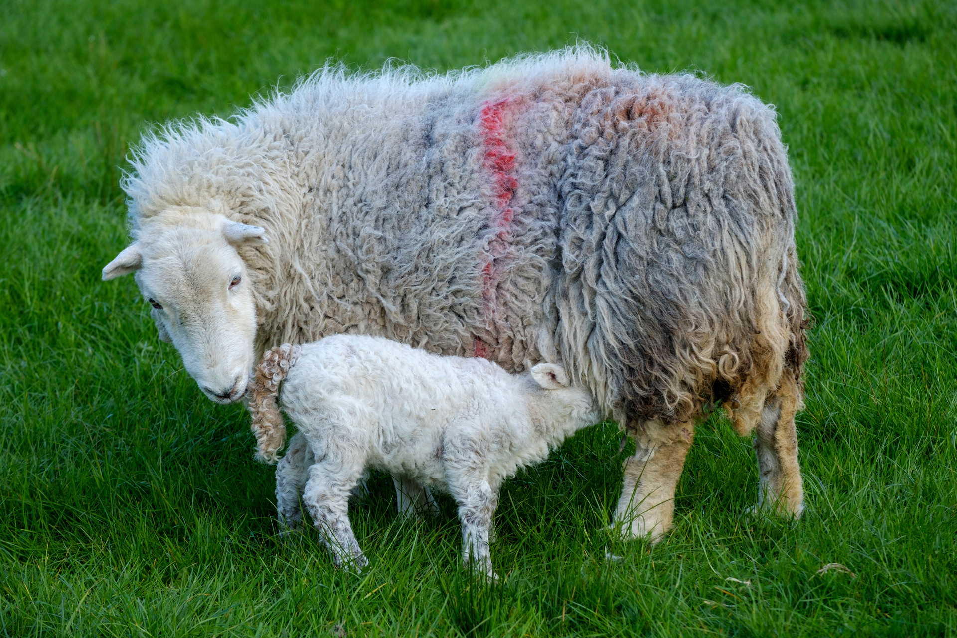Cumbrian Lamb Suckling