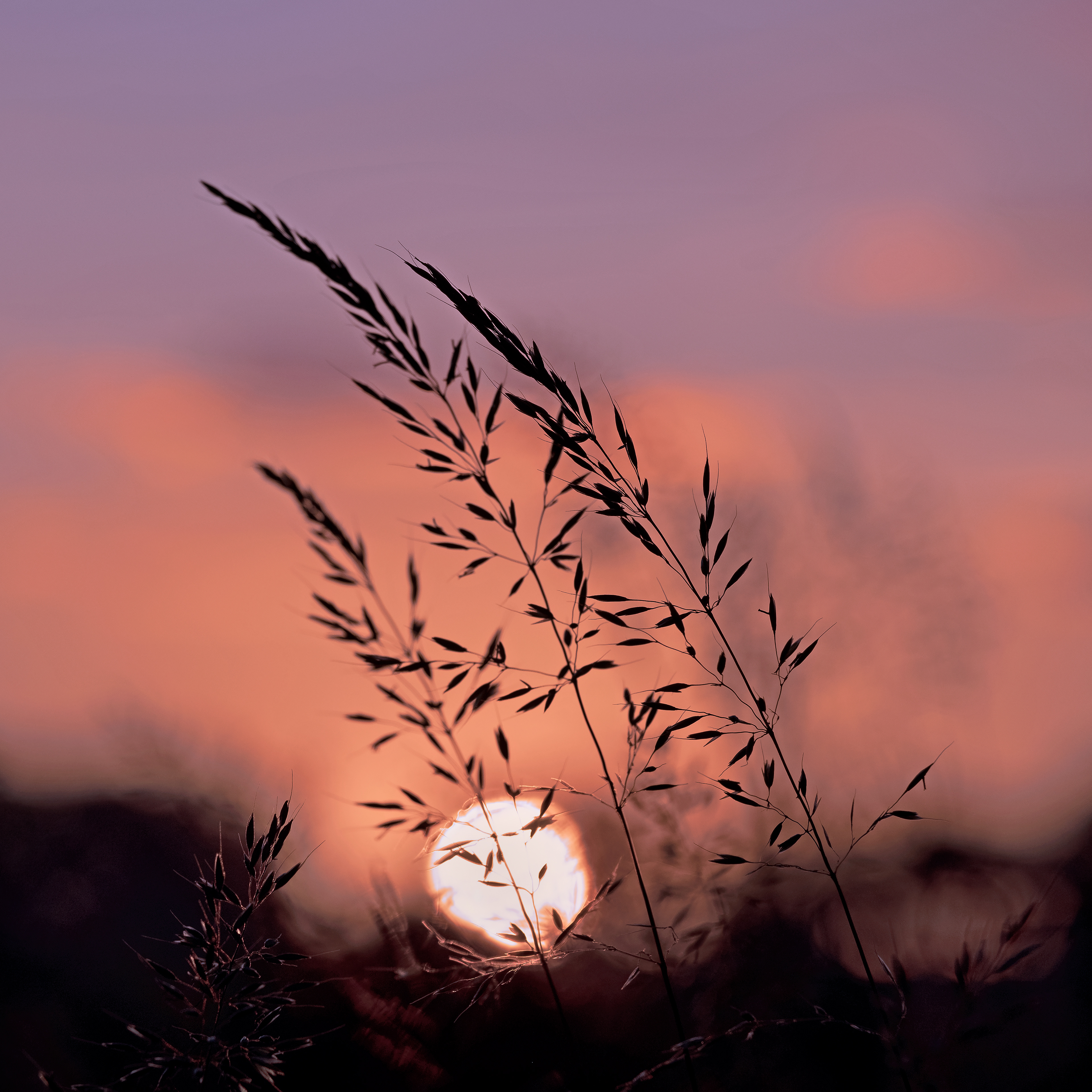 Grasses at Sunset