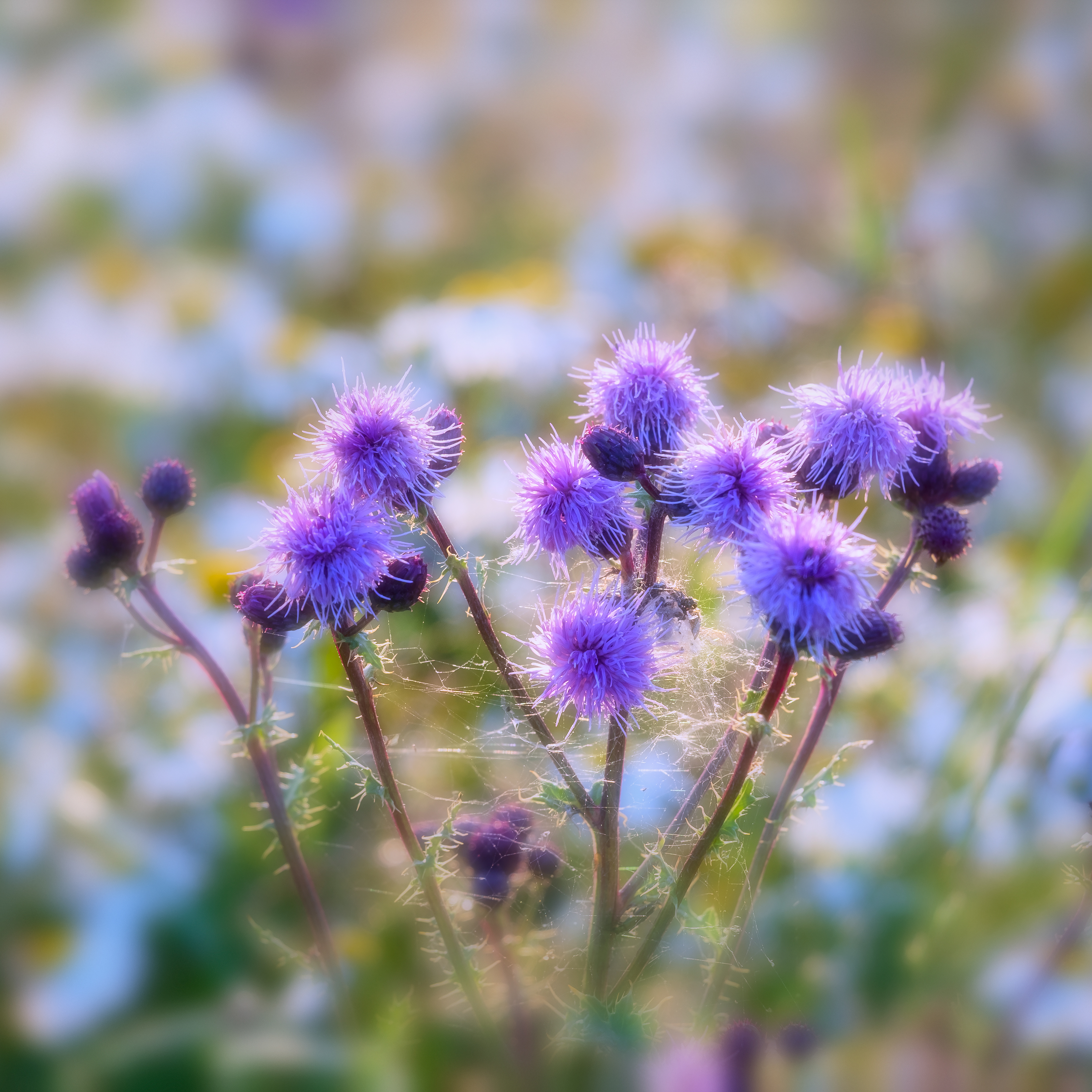 Thistle