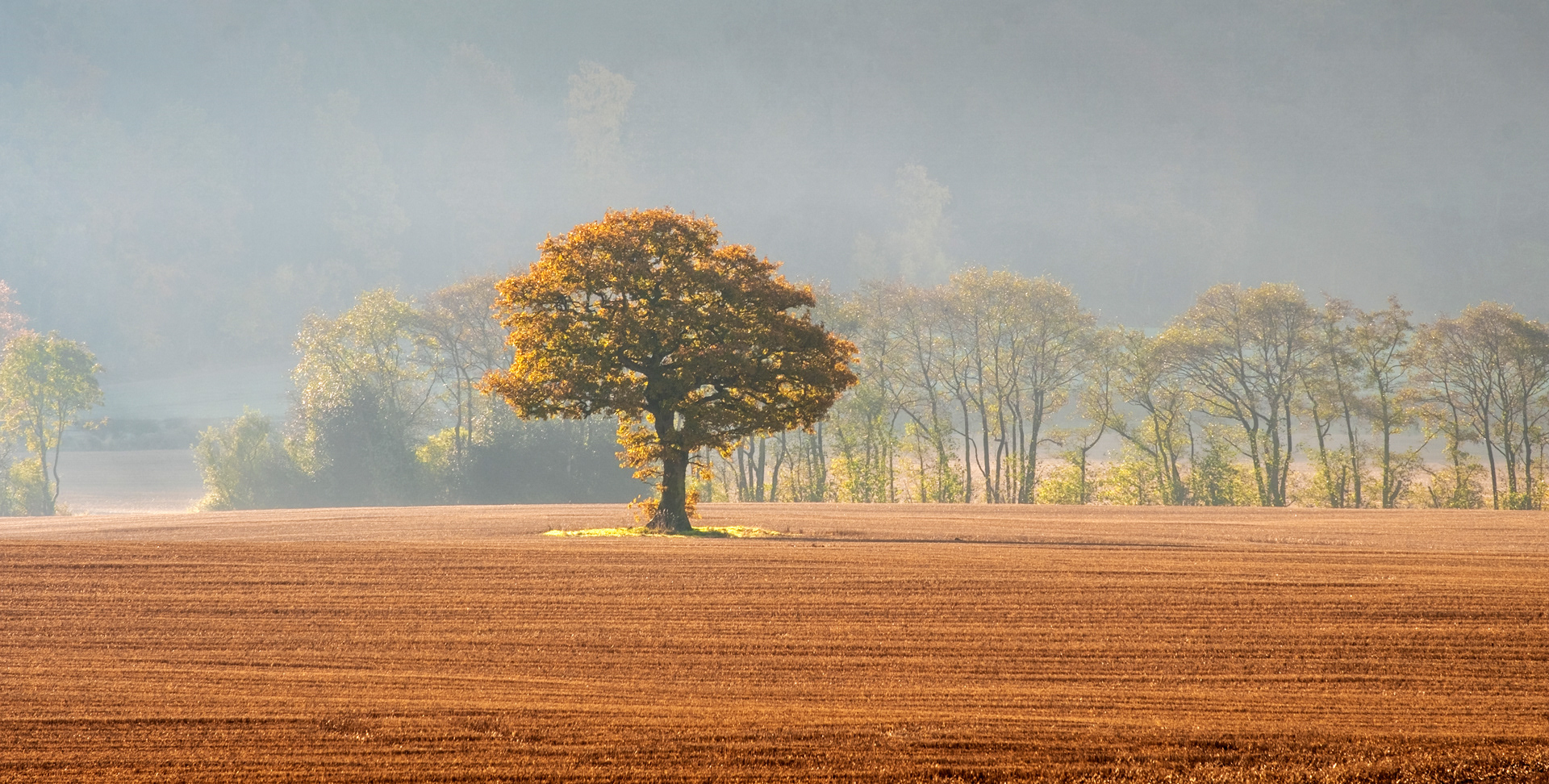 Autumn Tree Line