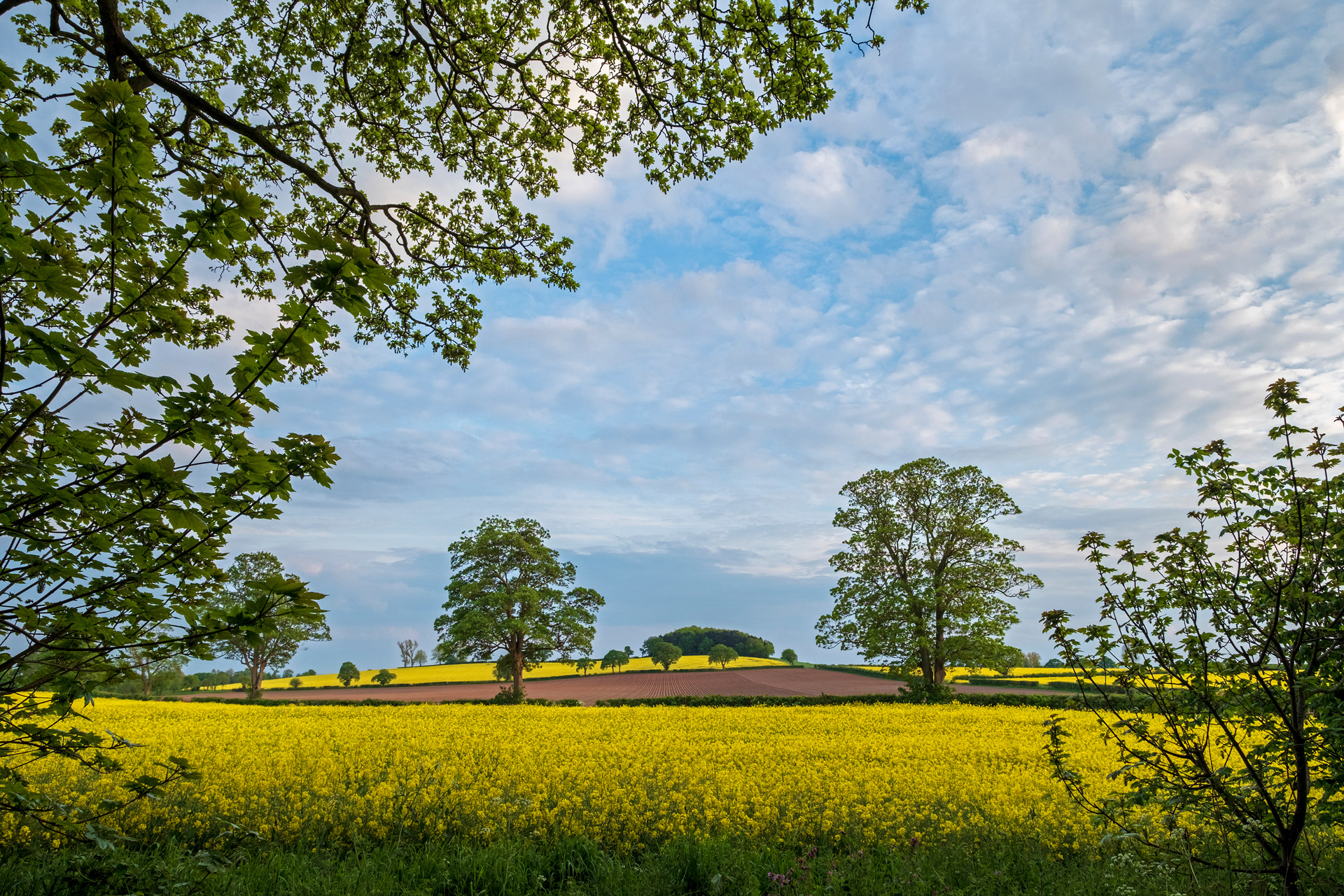 Rapeseed Harvest