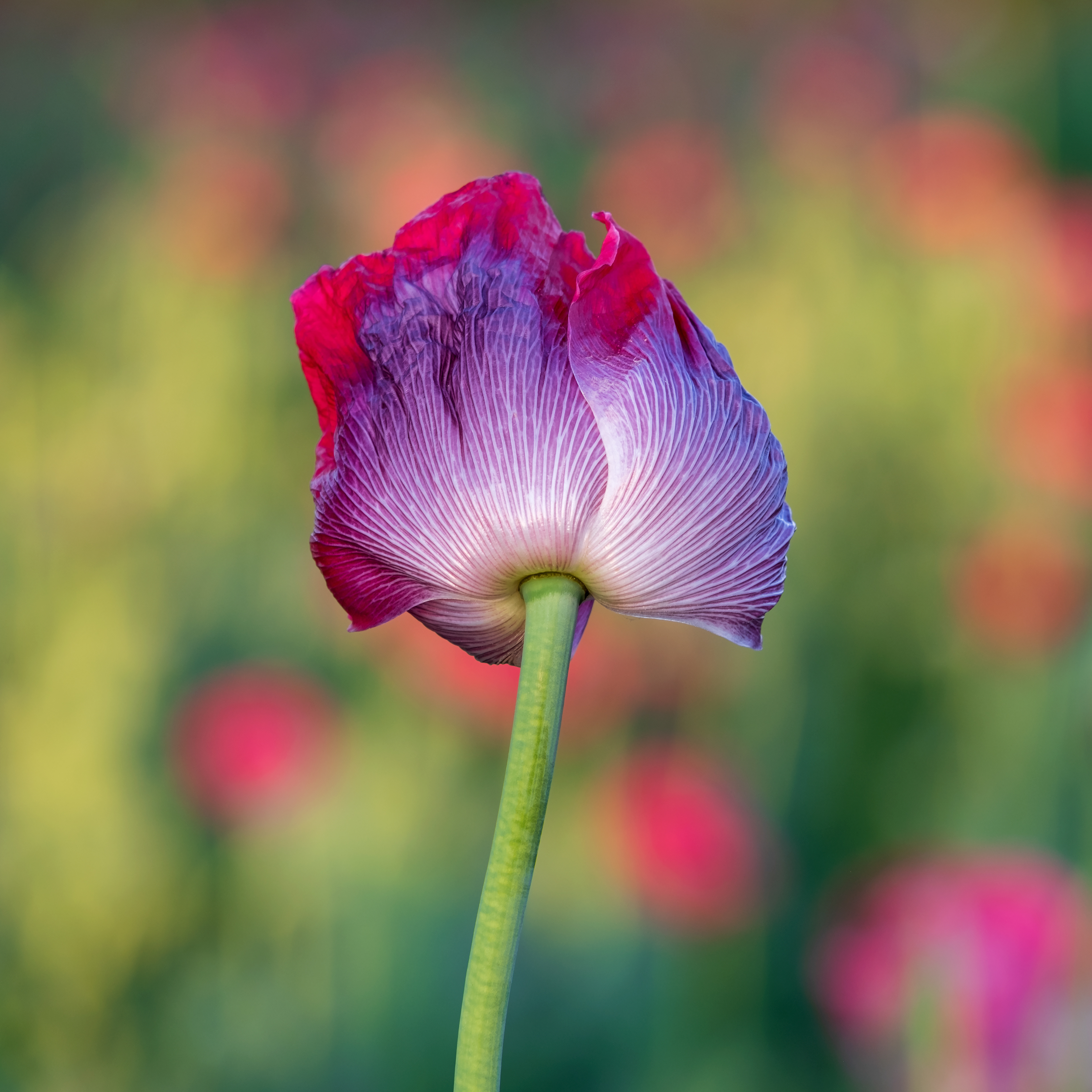 Opium Poppy Close-up