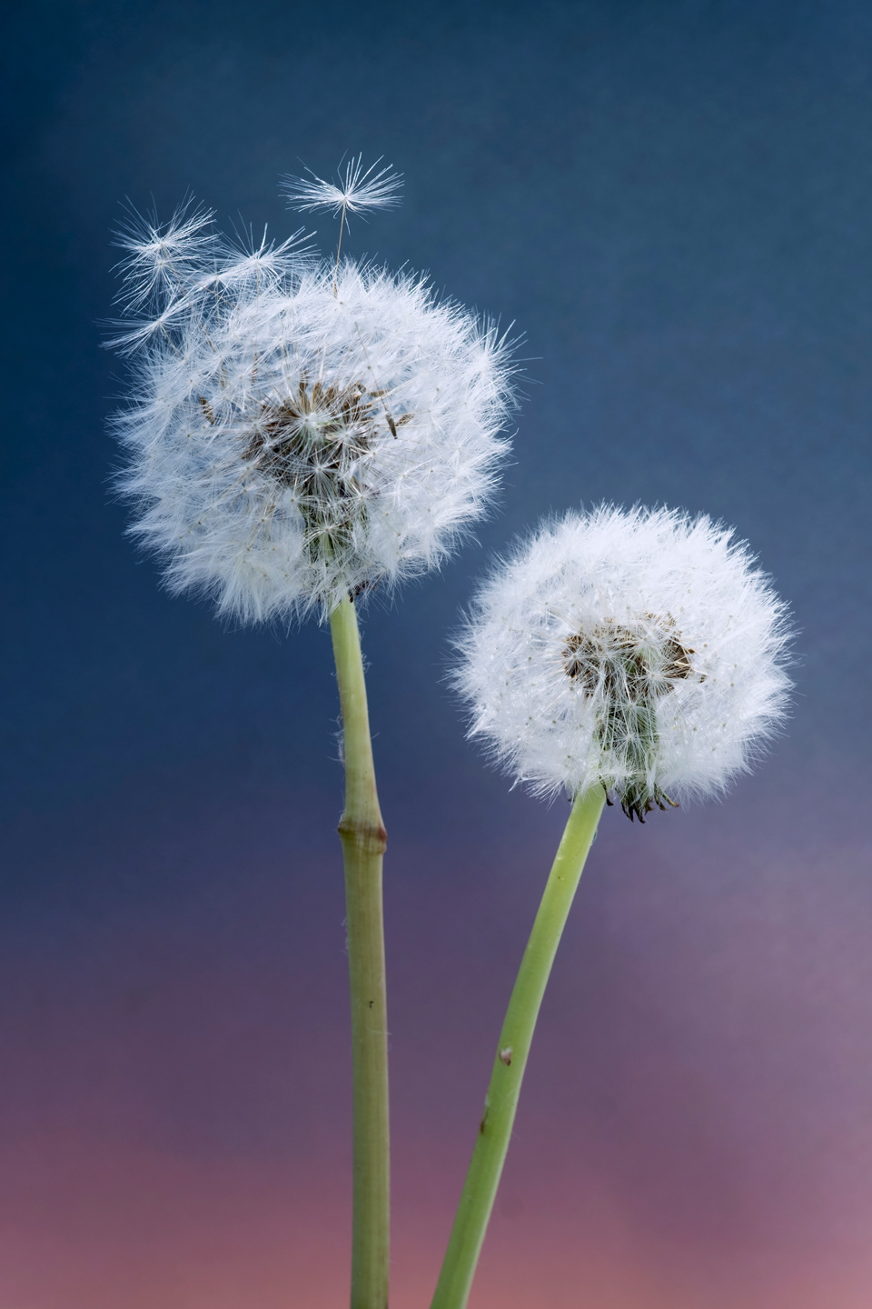 Dandelion Seeds