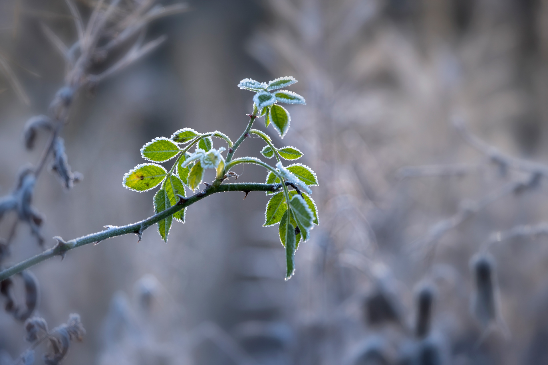 Frosted Leaves
