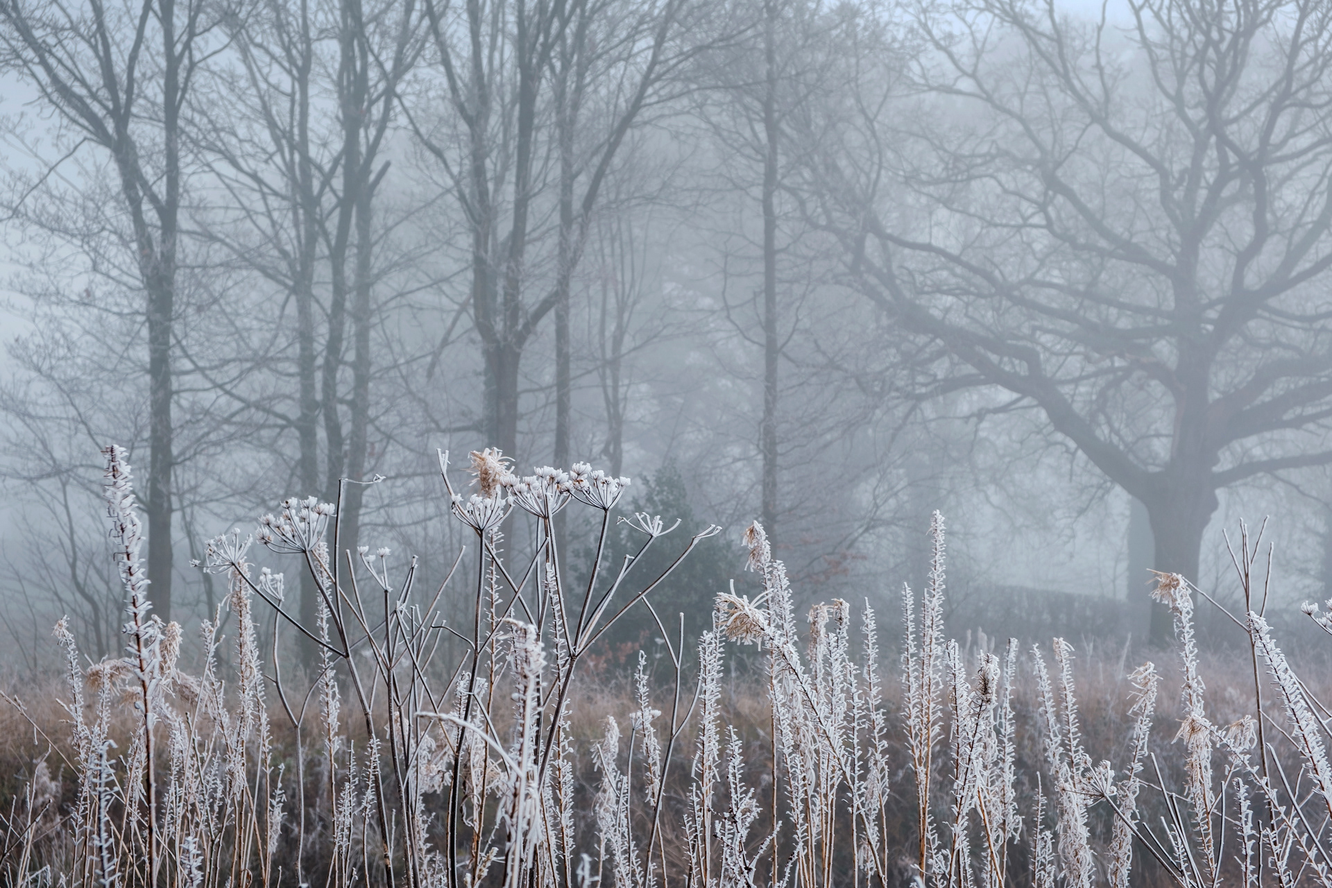 Frosted Seed Heads