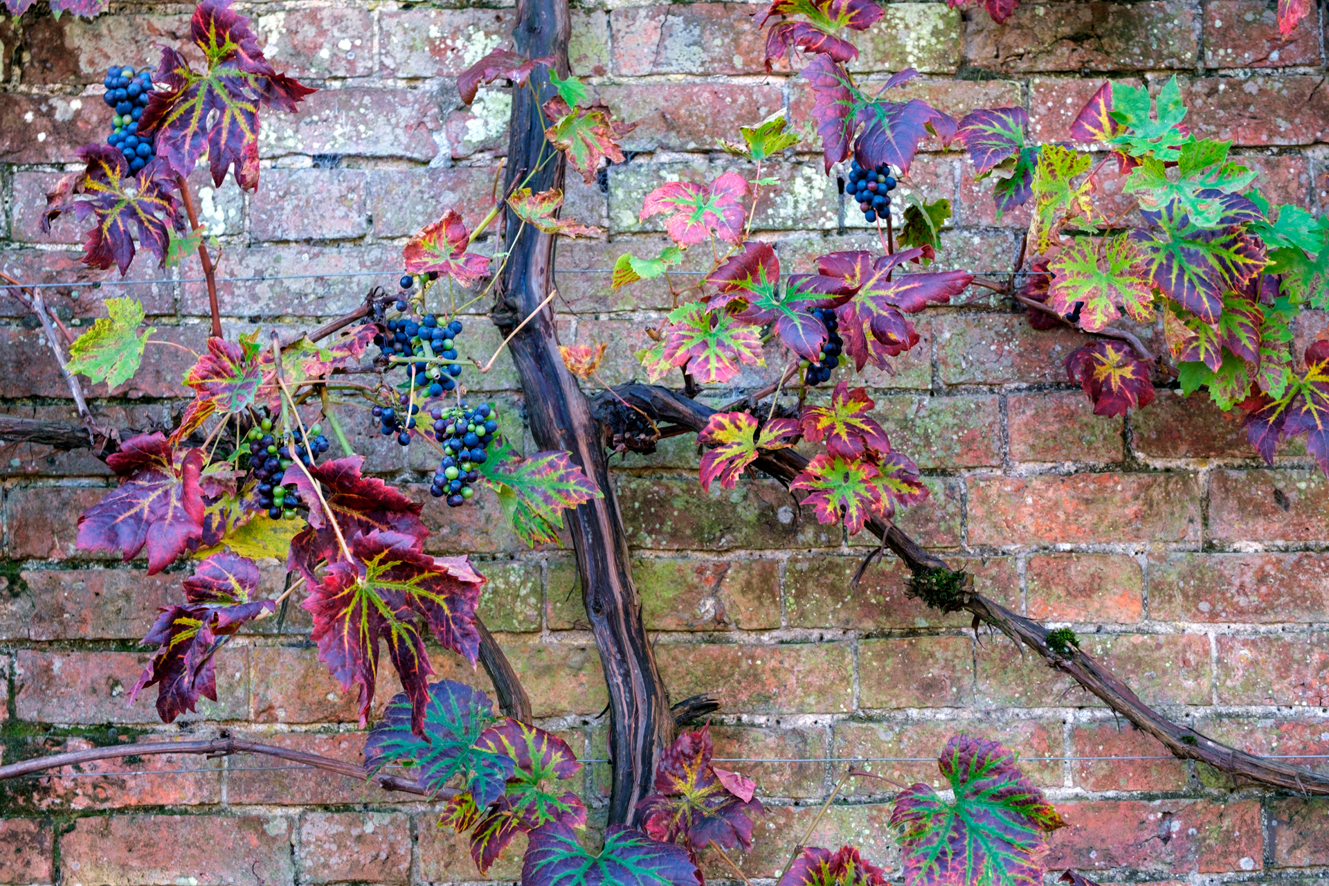 Grape Vines
