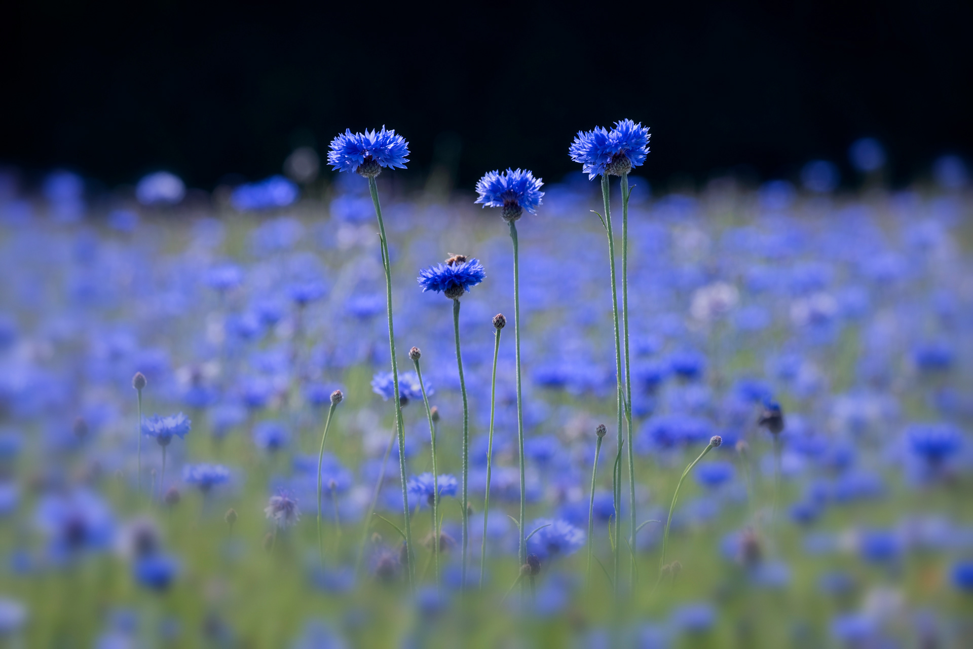 Cornflowers