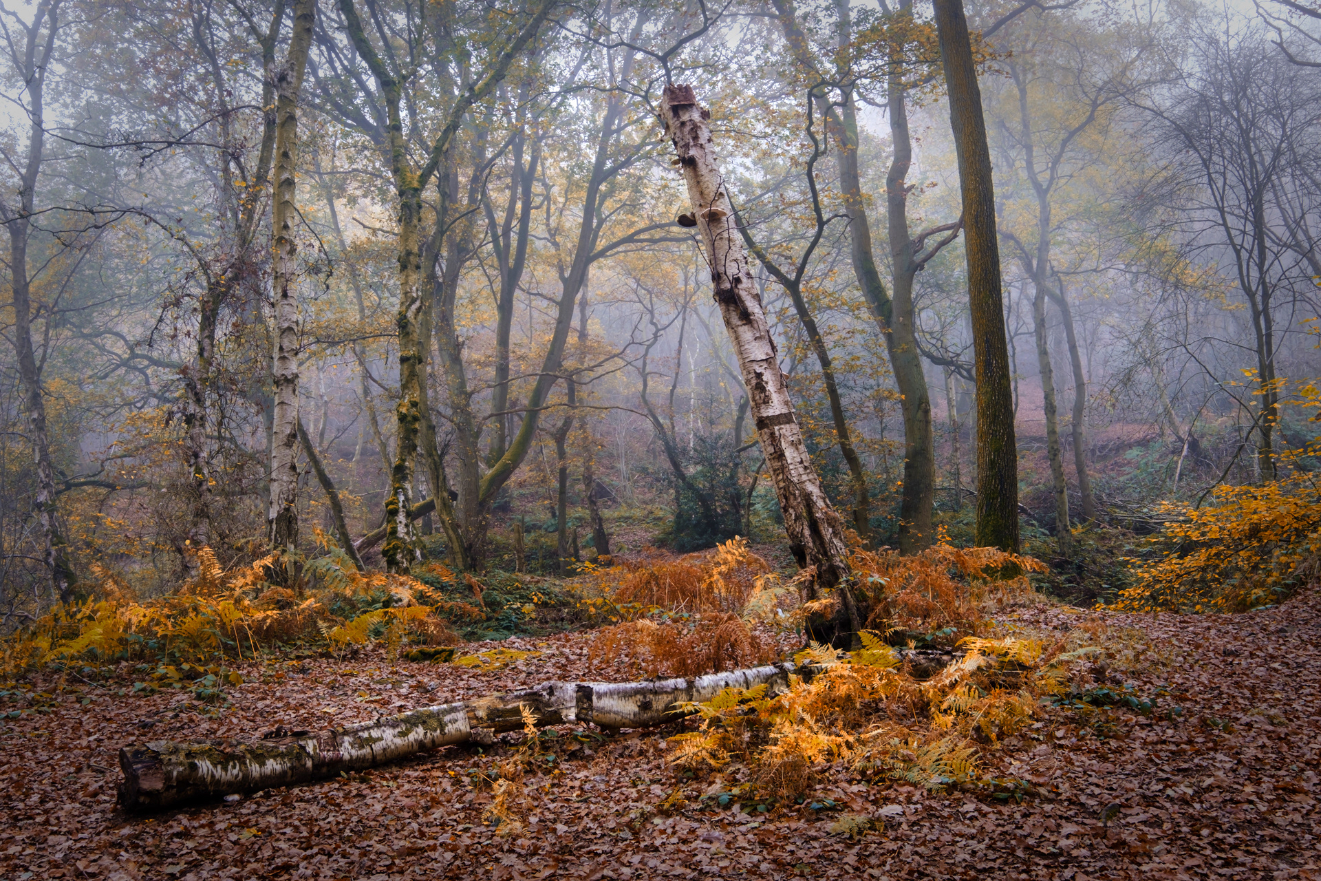 Silver Birch Decay