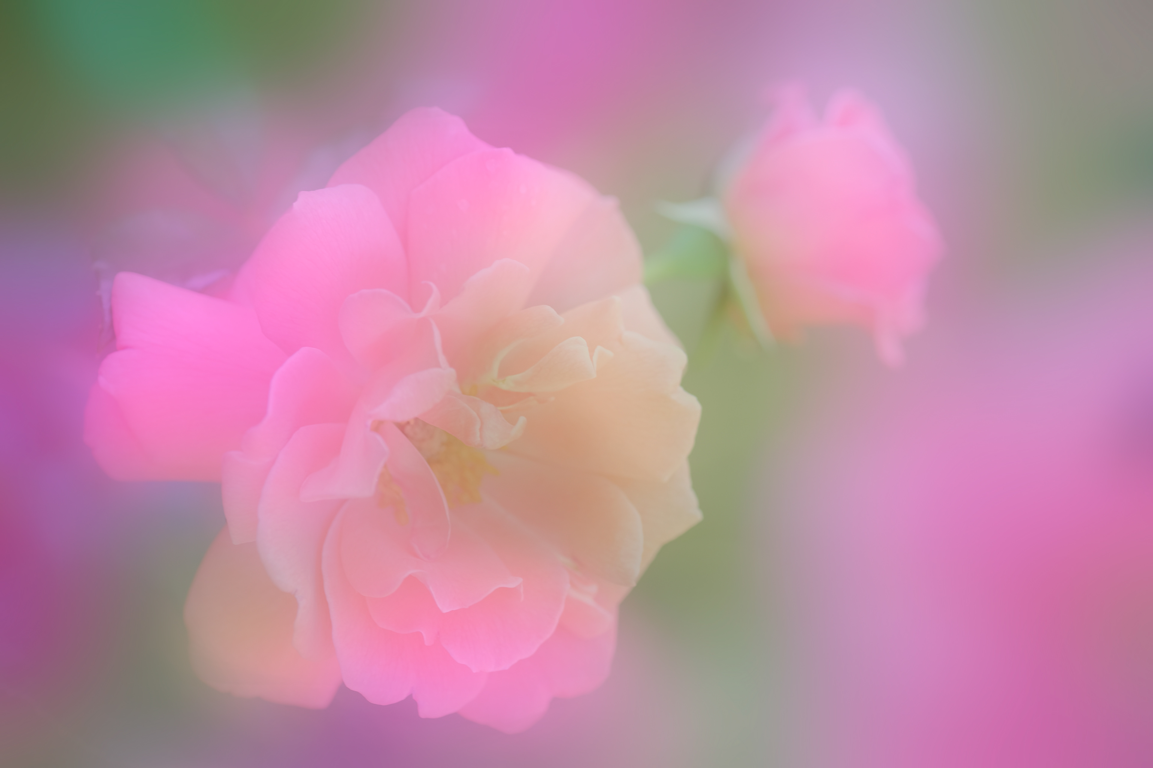 Pink Roses
