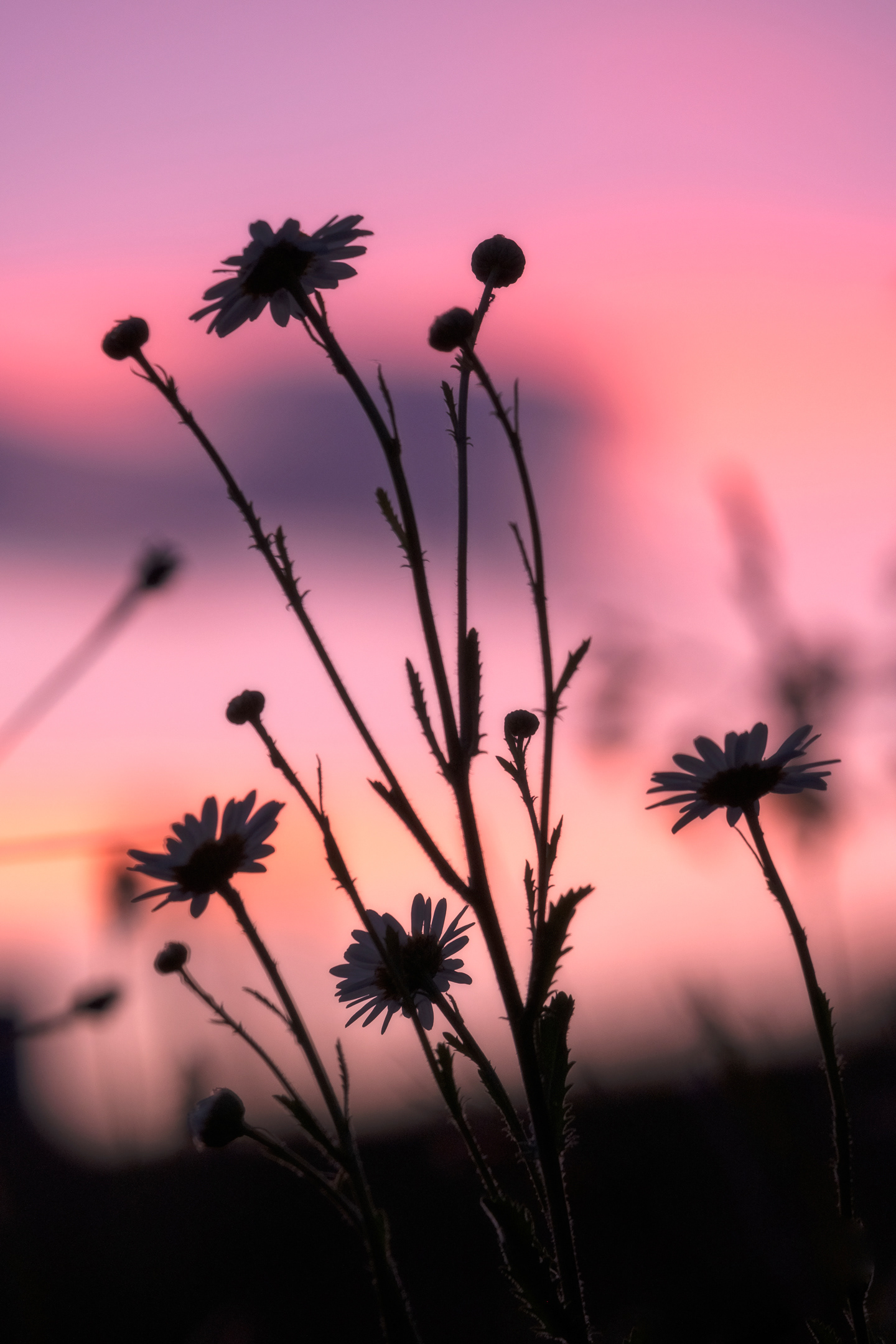 Daisy Silhouette