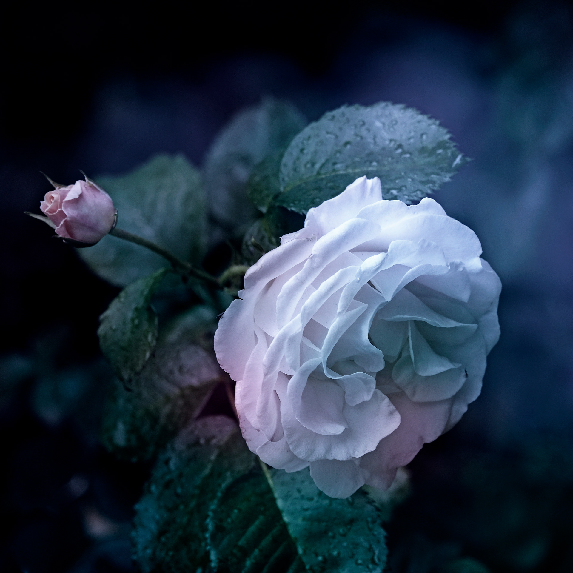 Cool Rose