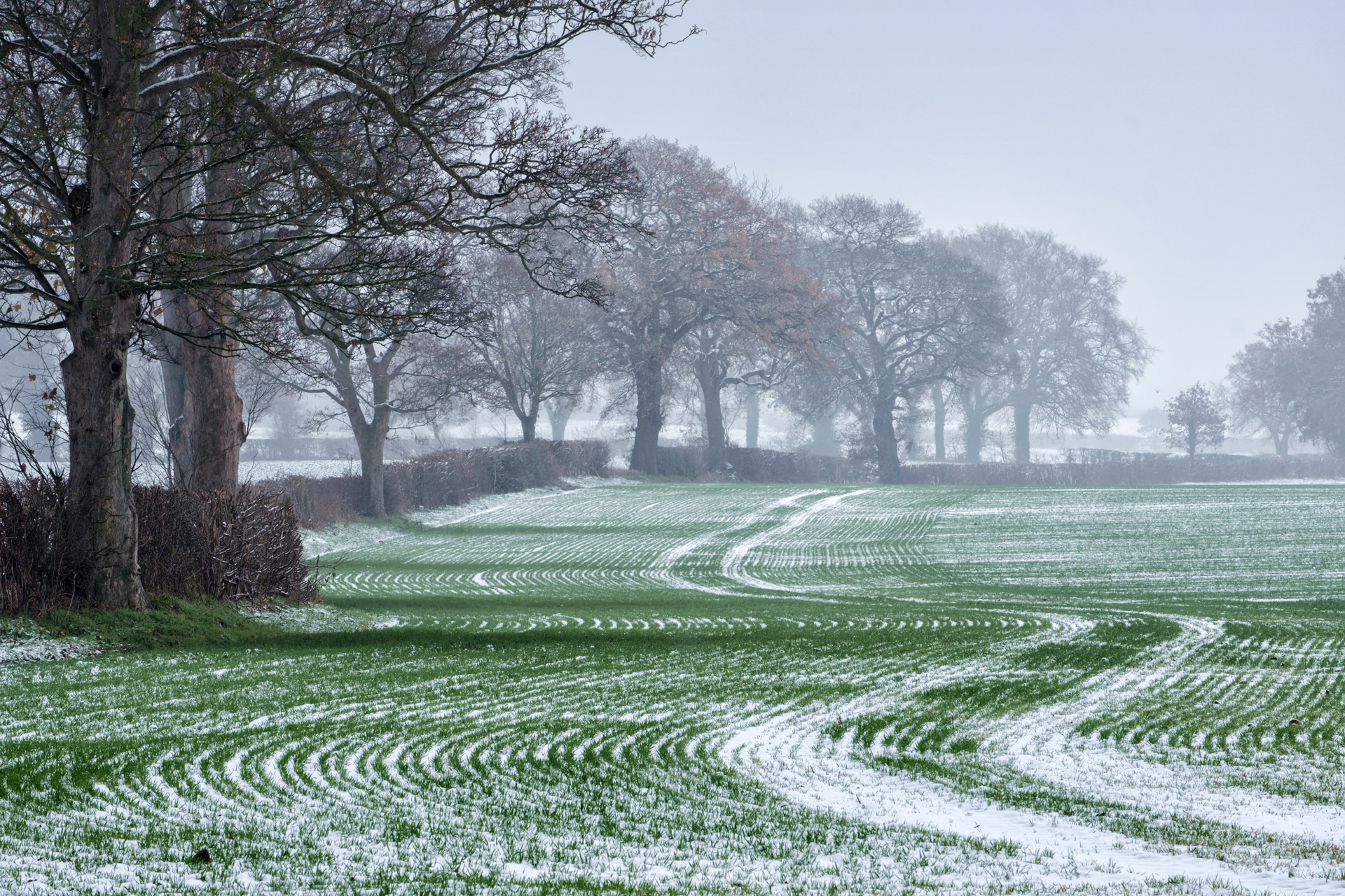Snowy Tracks
