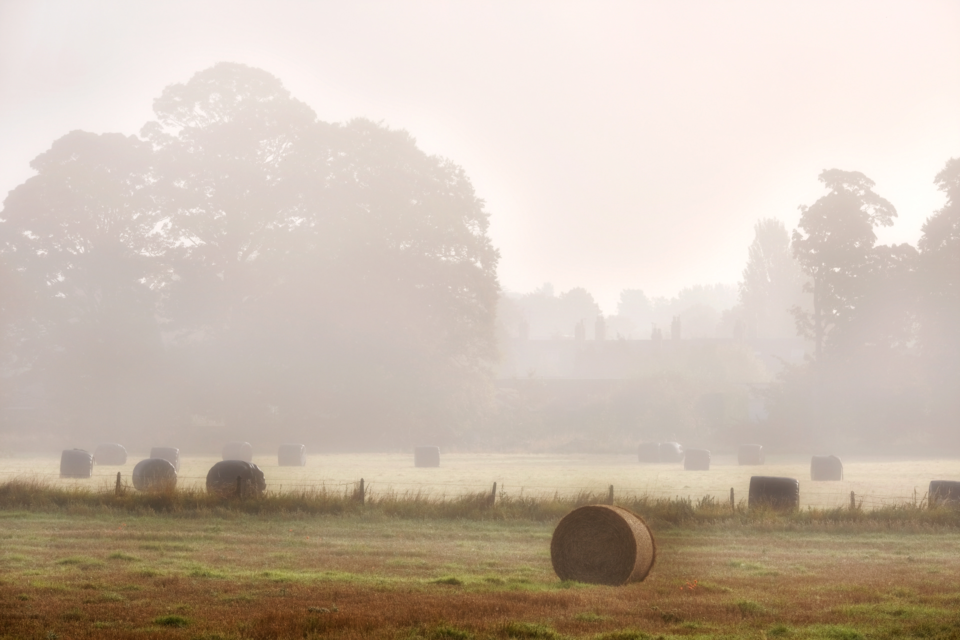 Misty Harvest