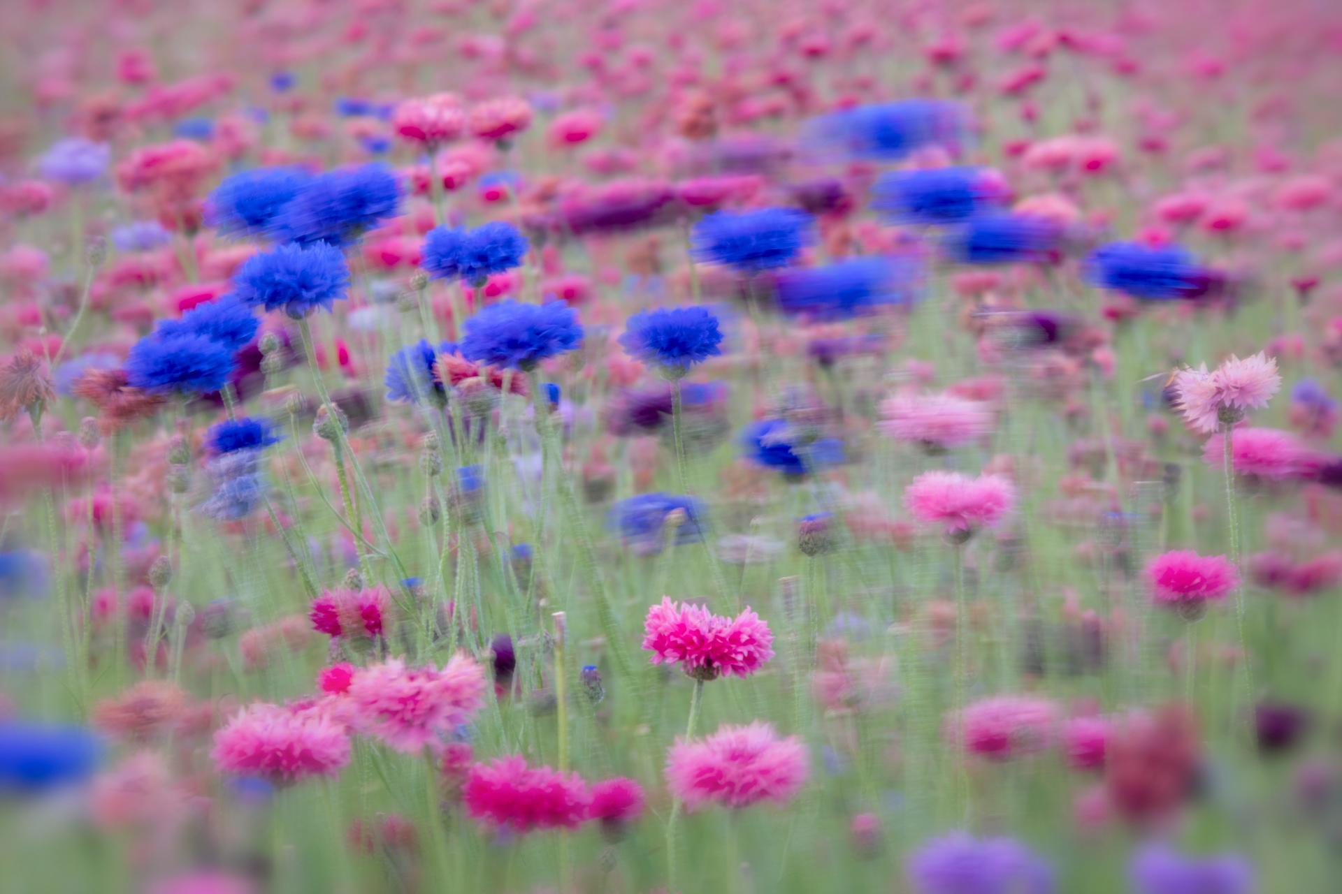 Cornflower Mix