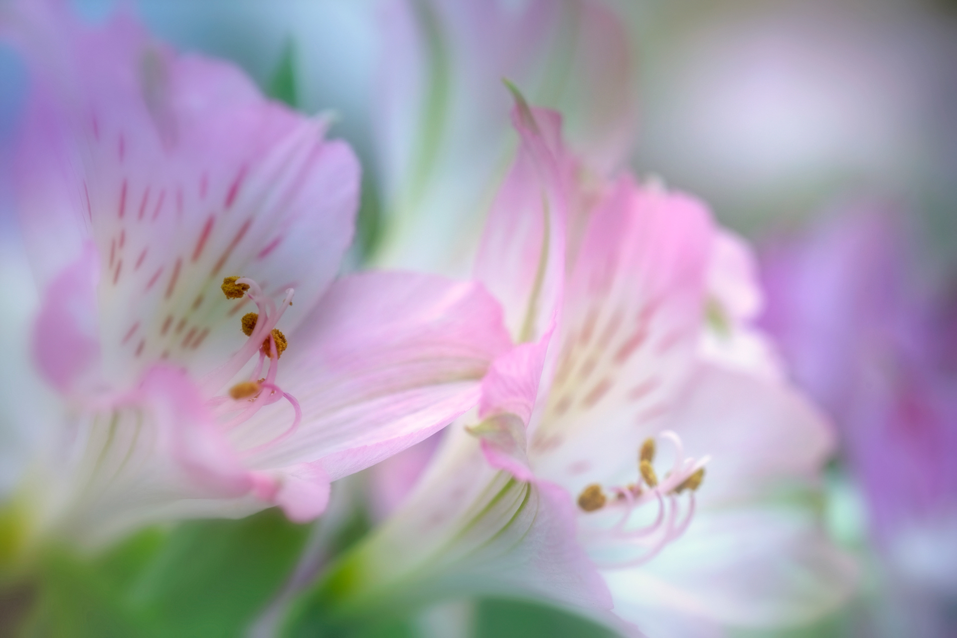 Alstroemeria
