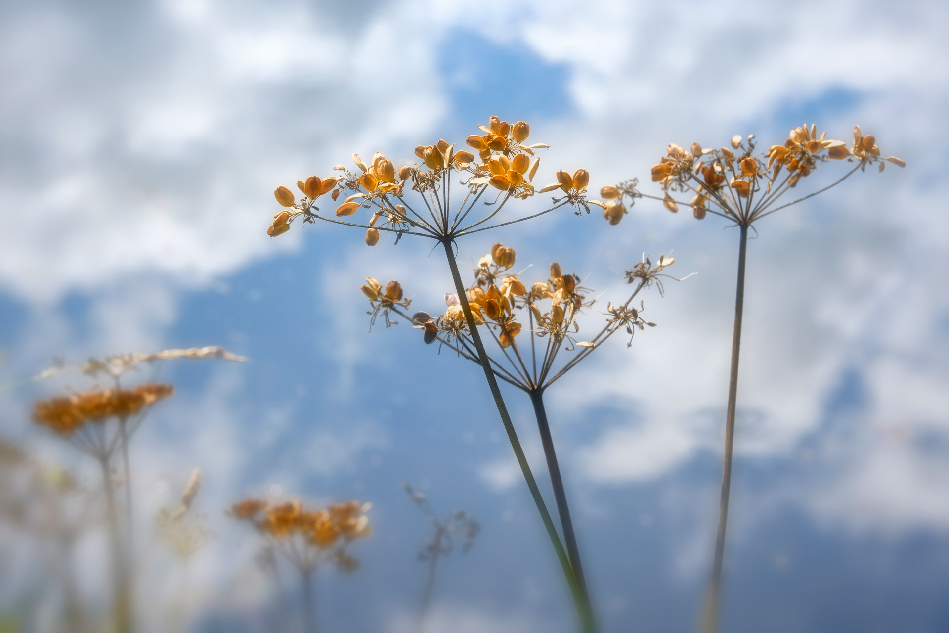 Golden Seeds
