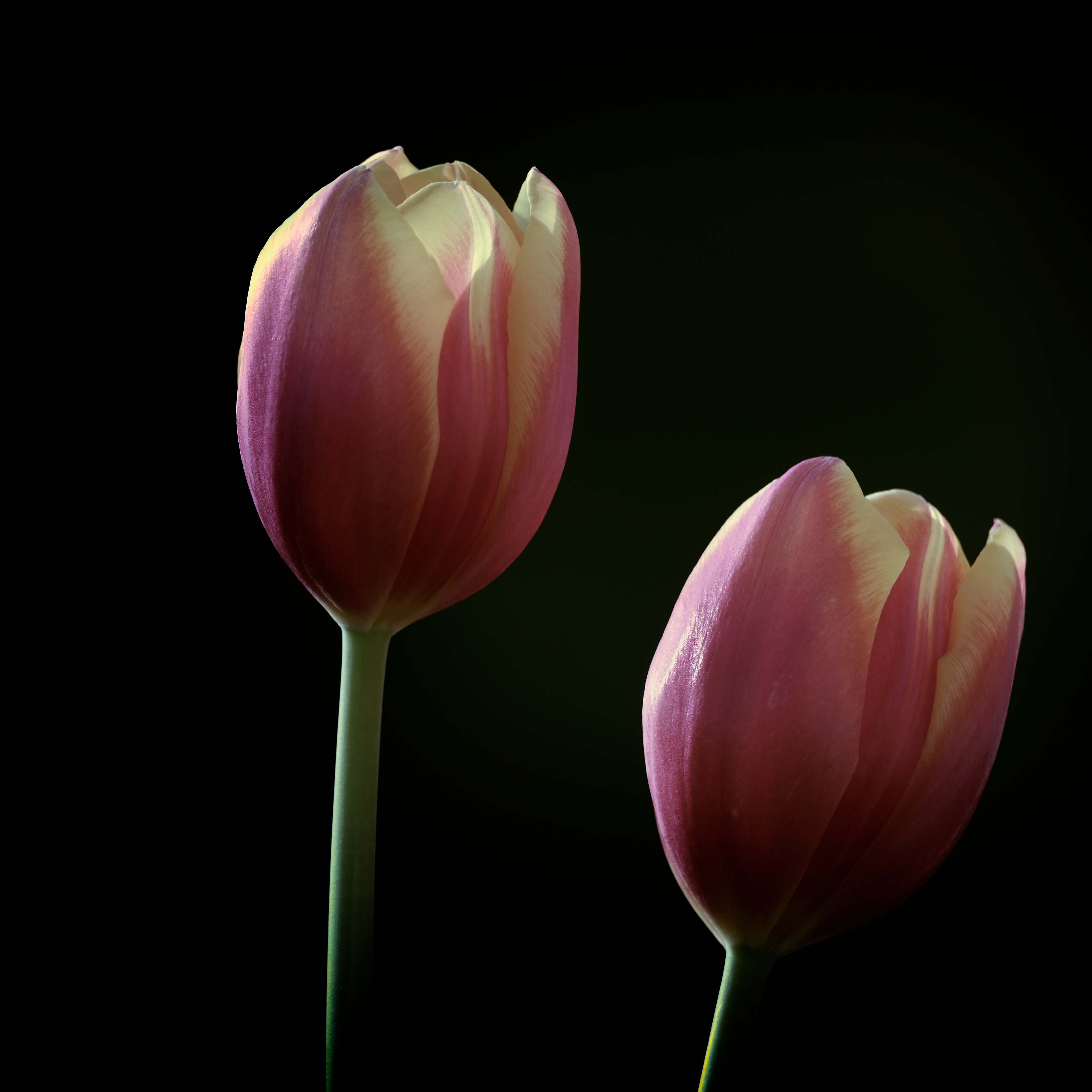 Tulip Study