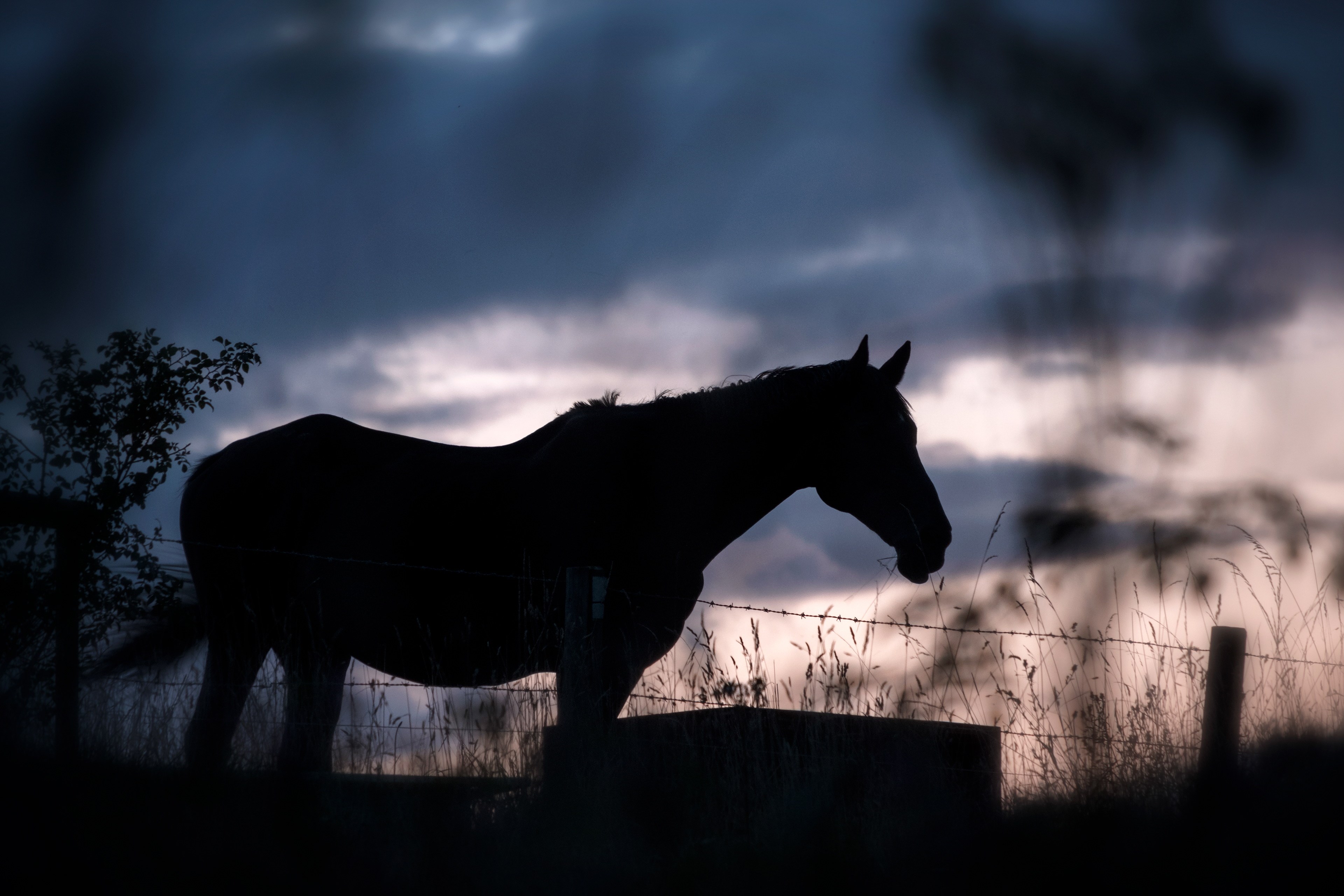 Horse in Silhouette