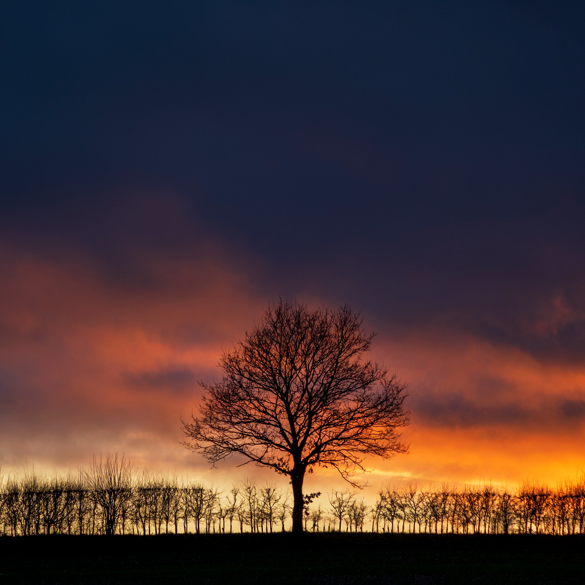Solitary Tree