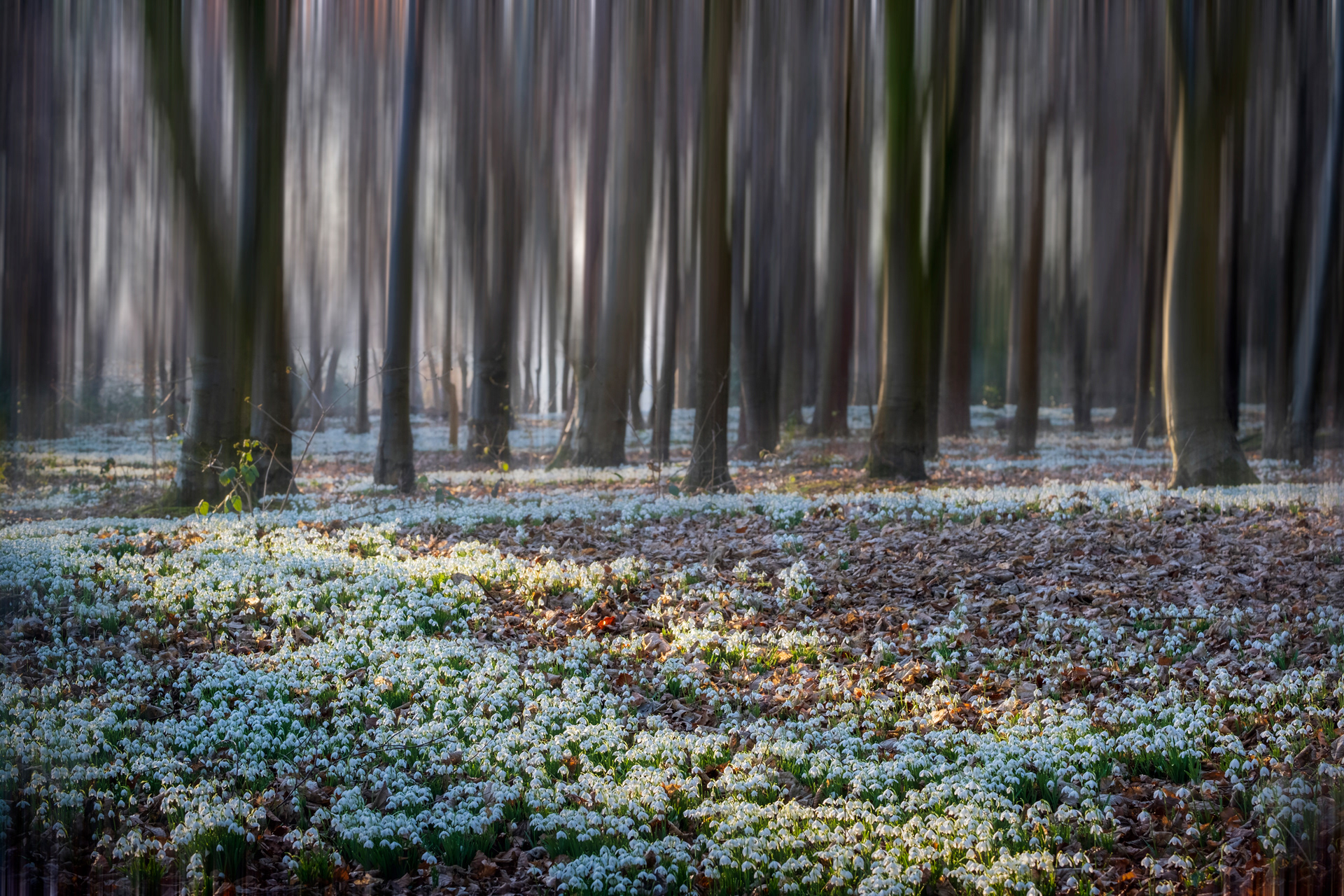 Woodland Snowdrops