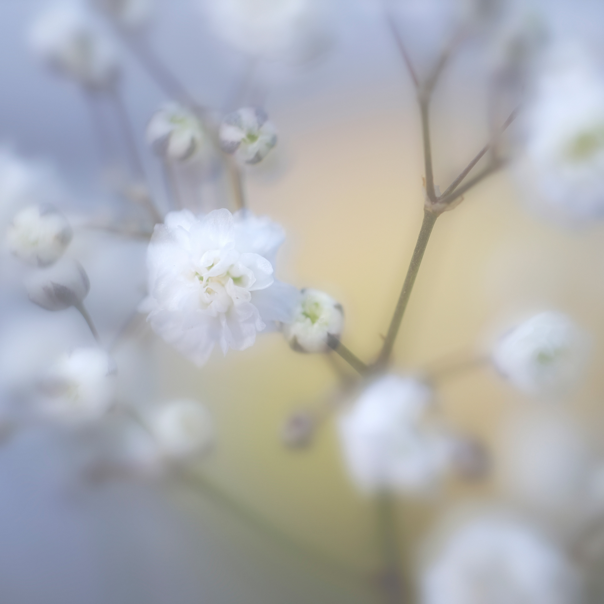 Gypsophila