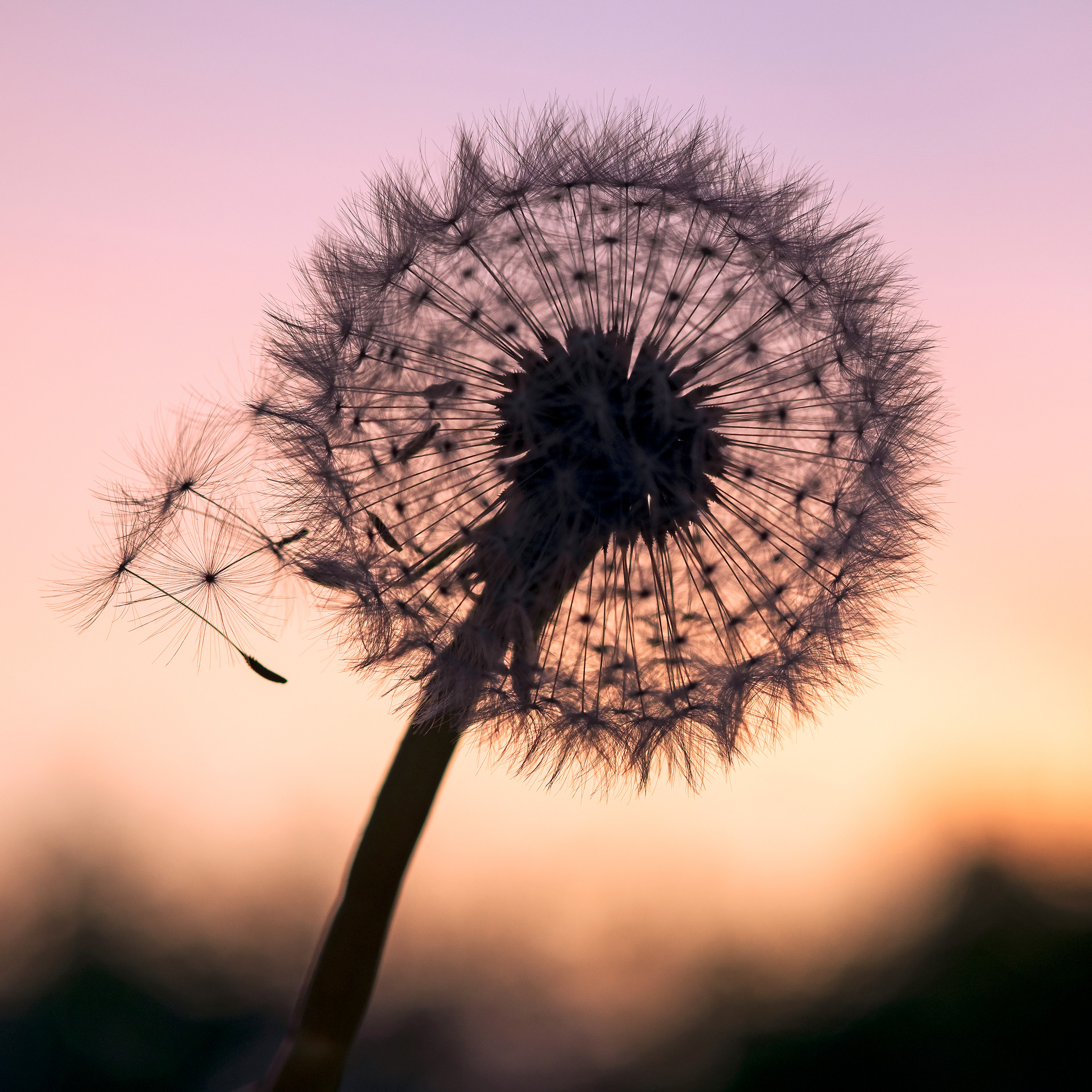 Backlit Dandelion Seeds