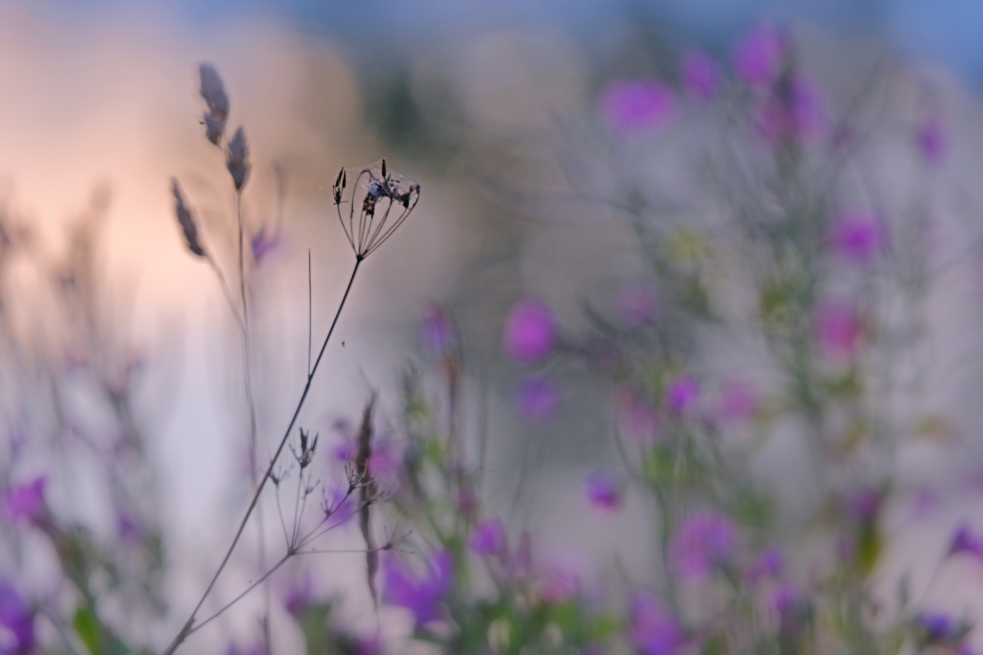 Flower Impression