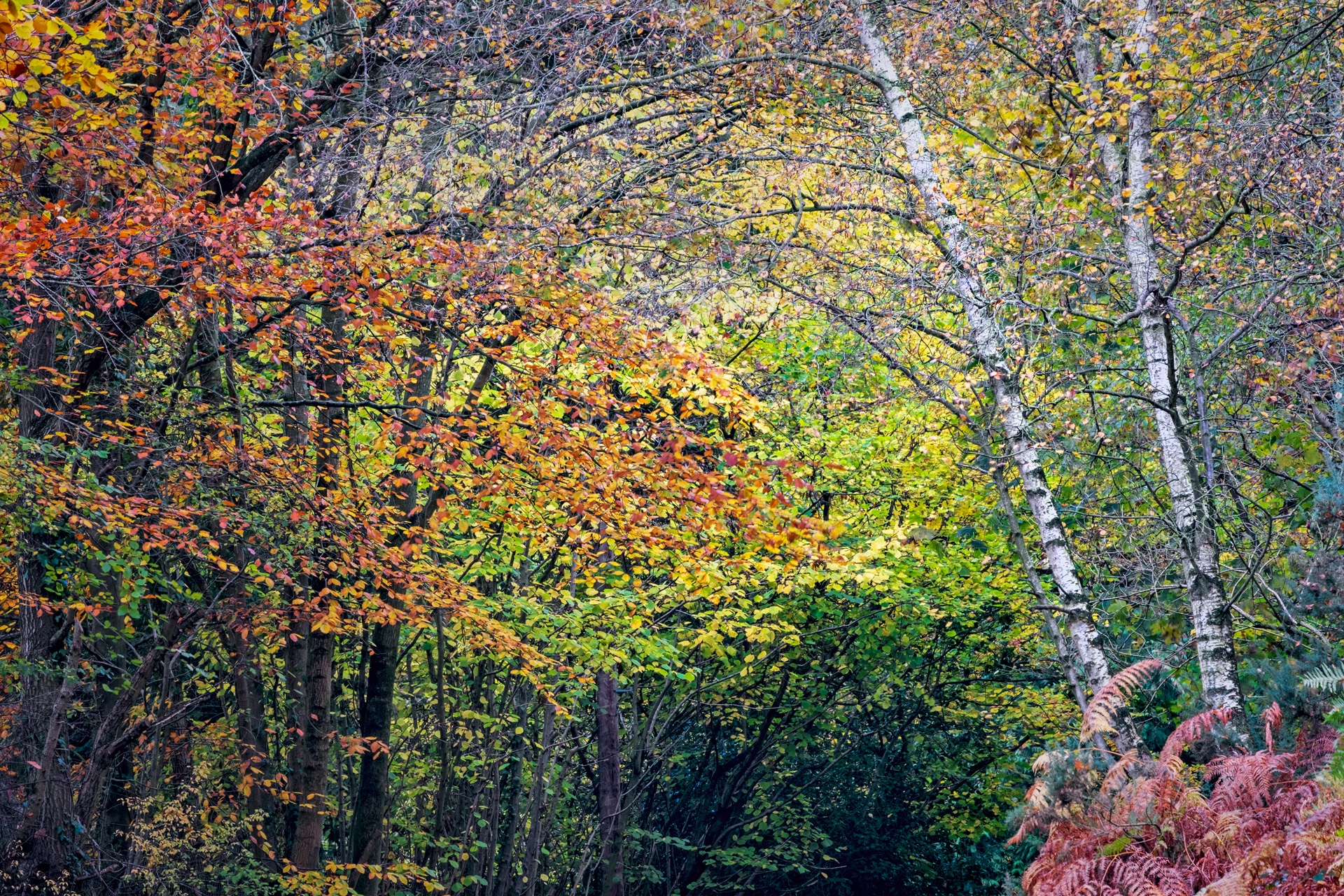 Ercall Autumn