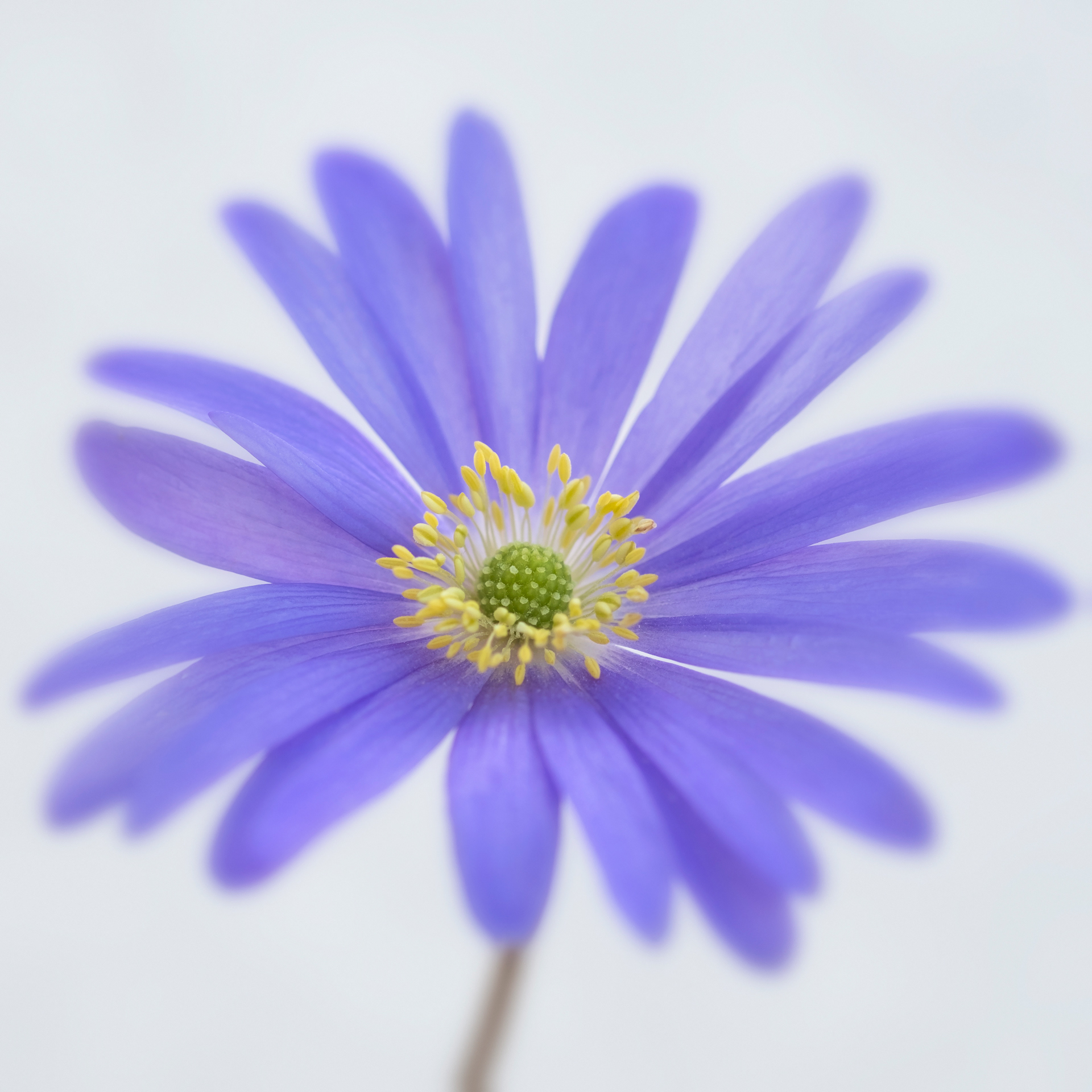Wind Flower