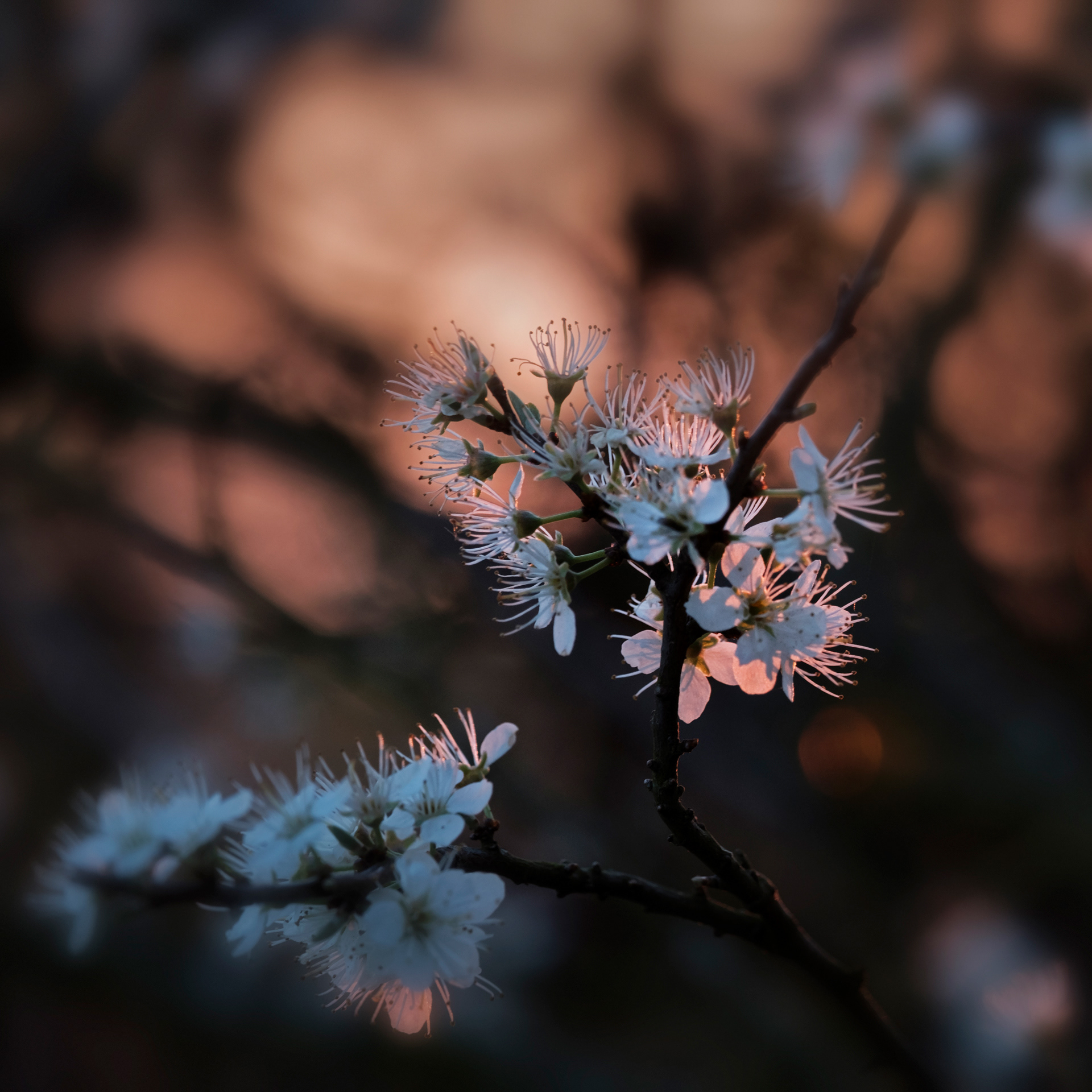 Blackthorn Blossom