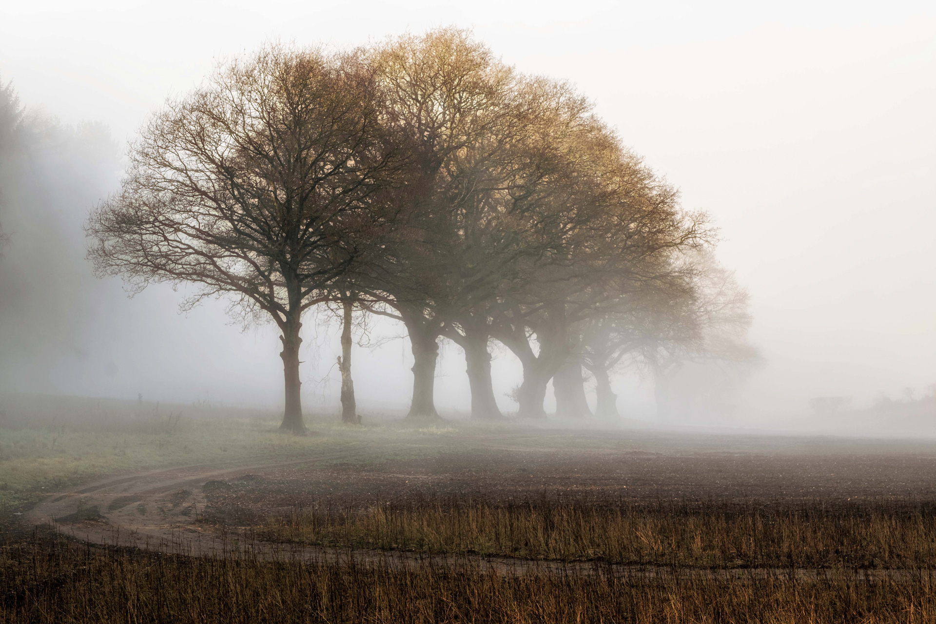Misty Copse #2