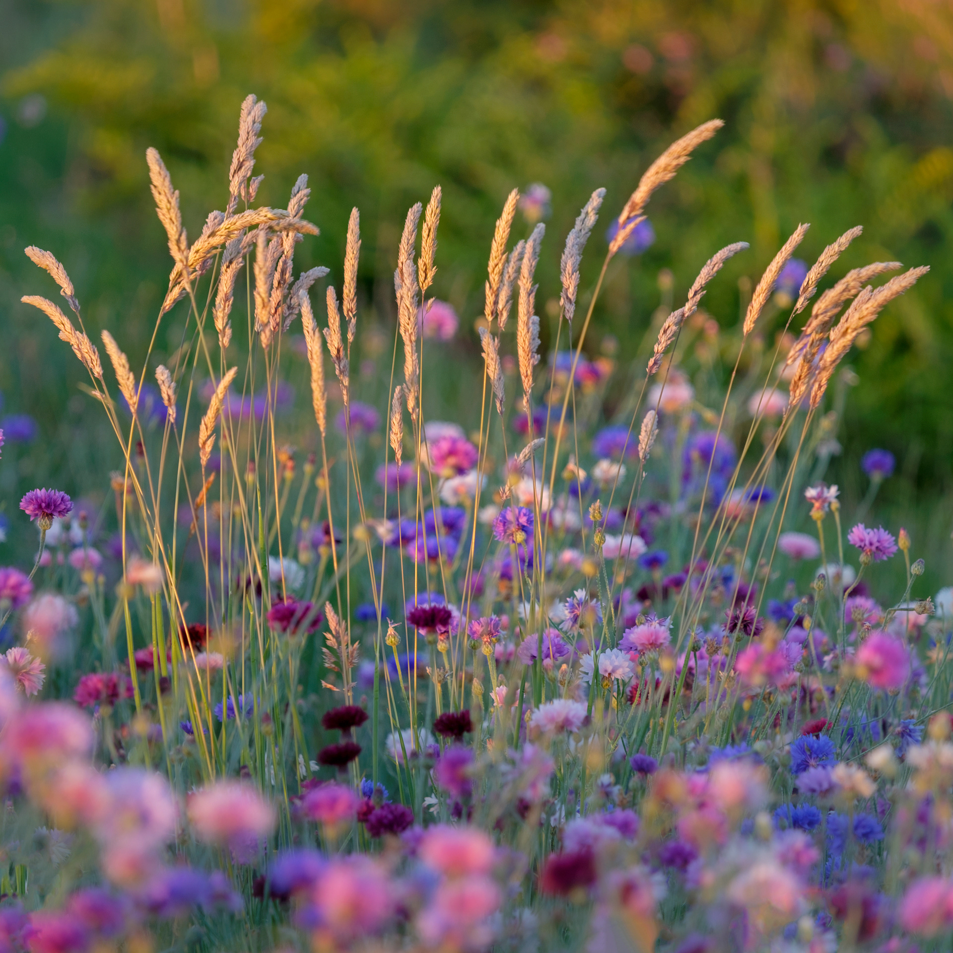 Grasses and Cornflowers #1