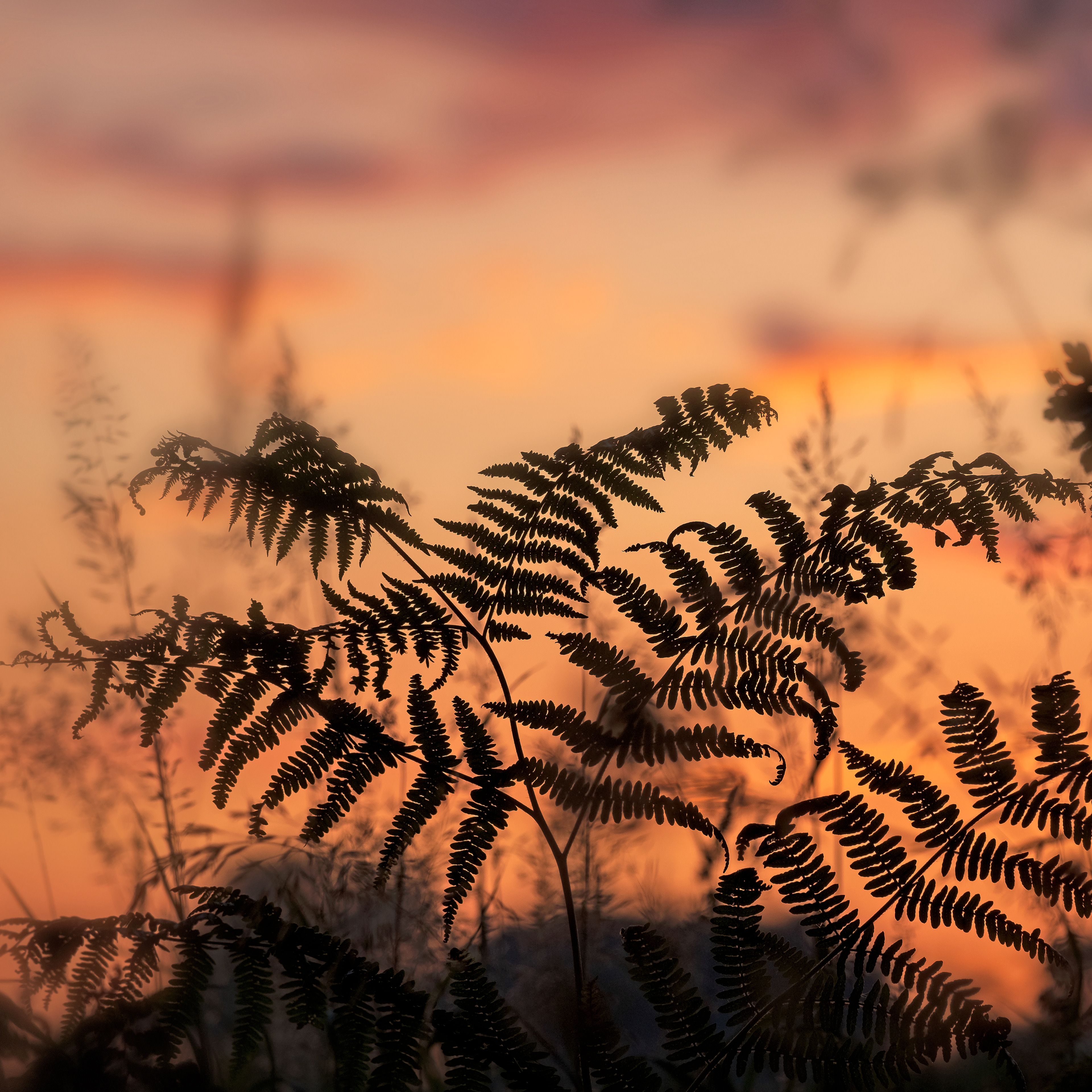 Ferns