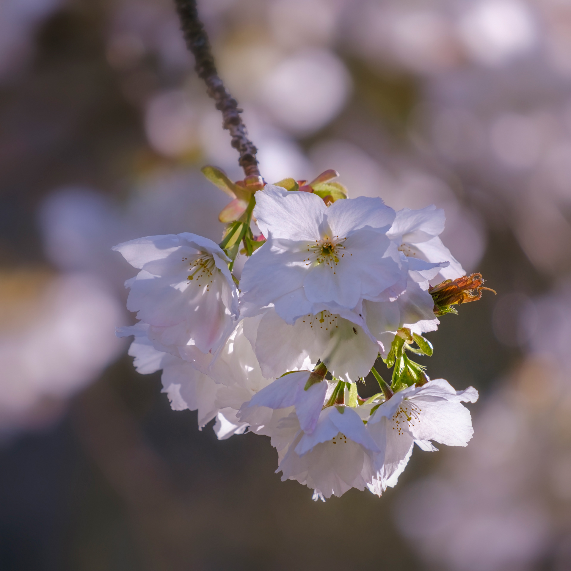 Cherry Blossom